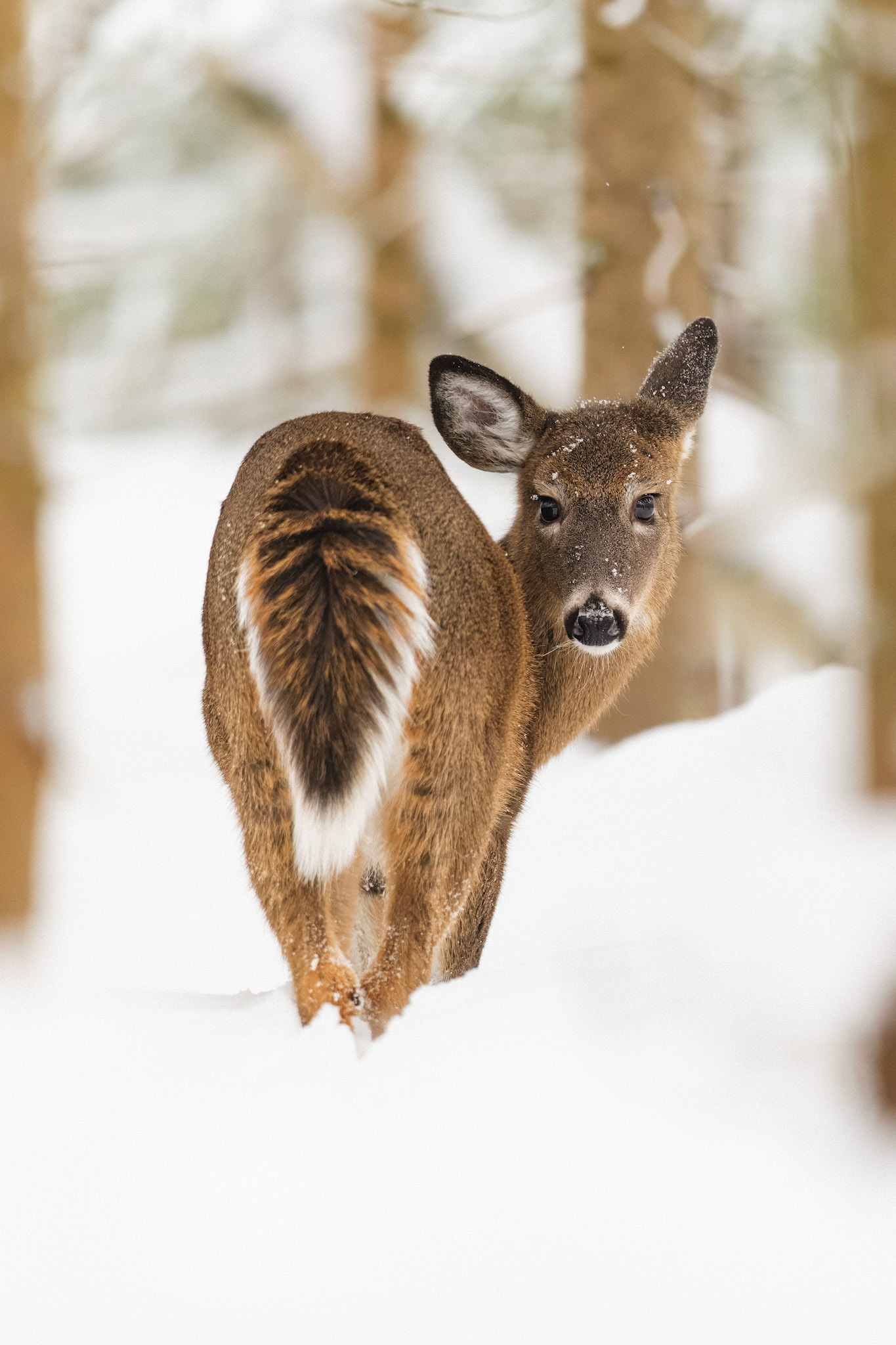 Cerf de Virginie, 2023