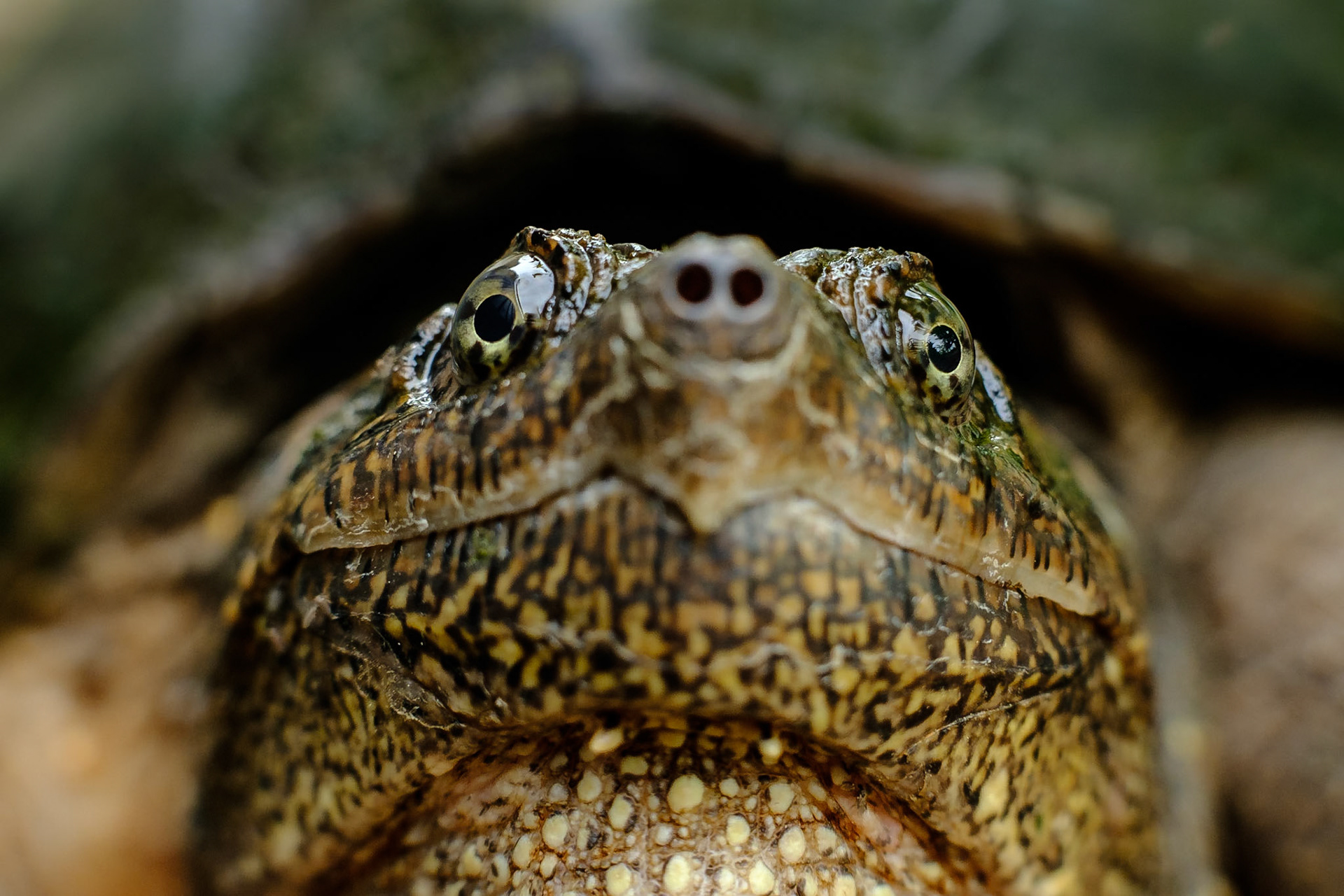 Tortue serpentine, 2020