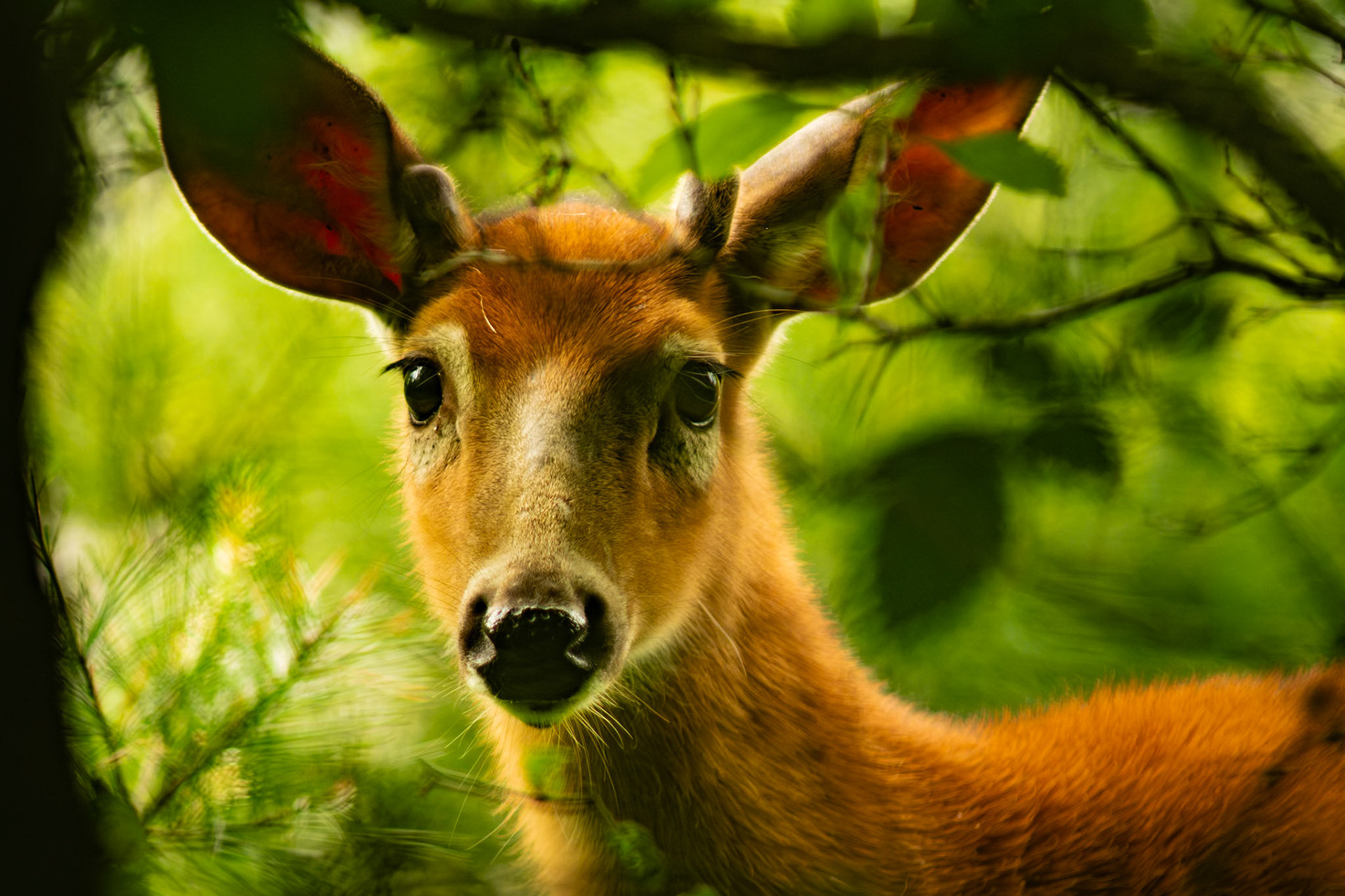 Cerf de Virginie, 2018