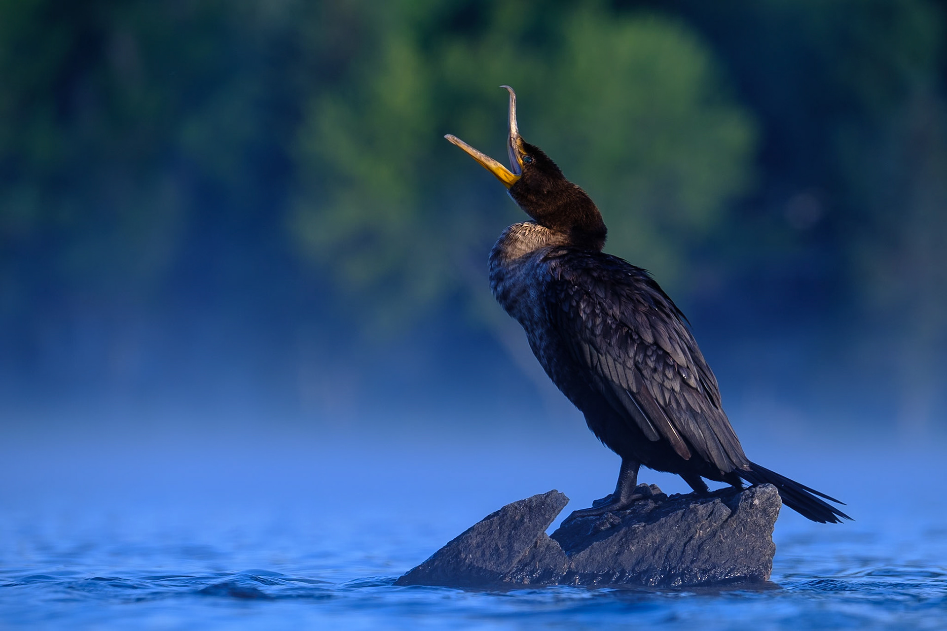 Cormoran à aigrette, 2020