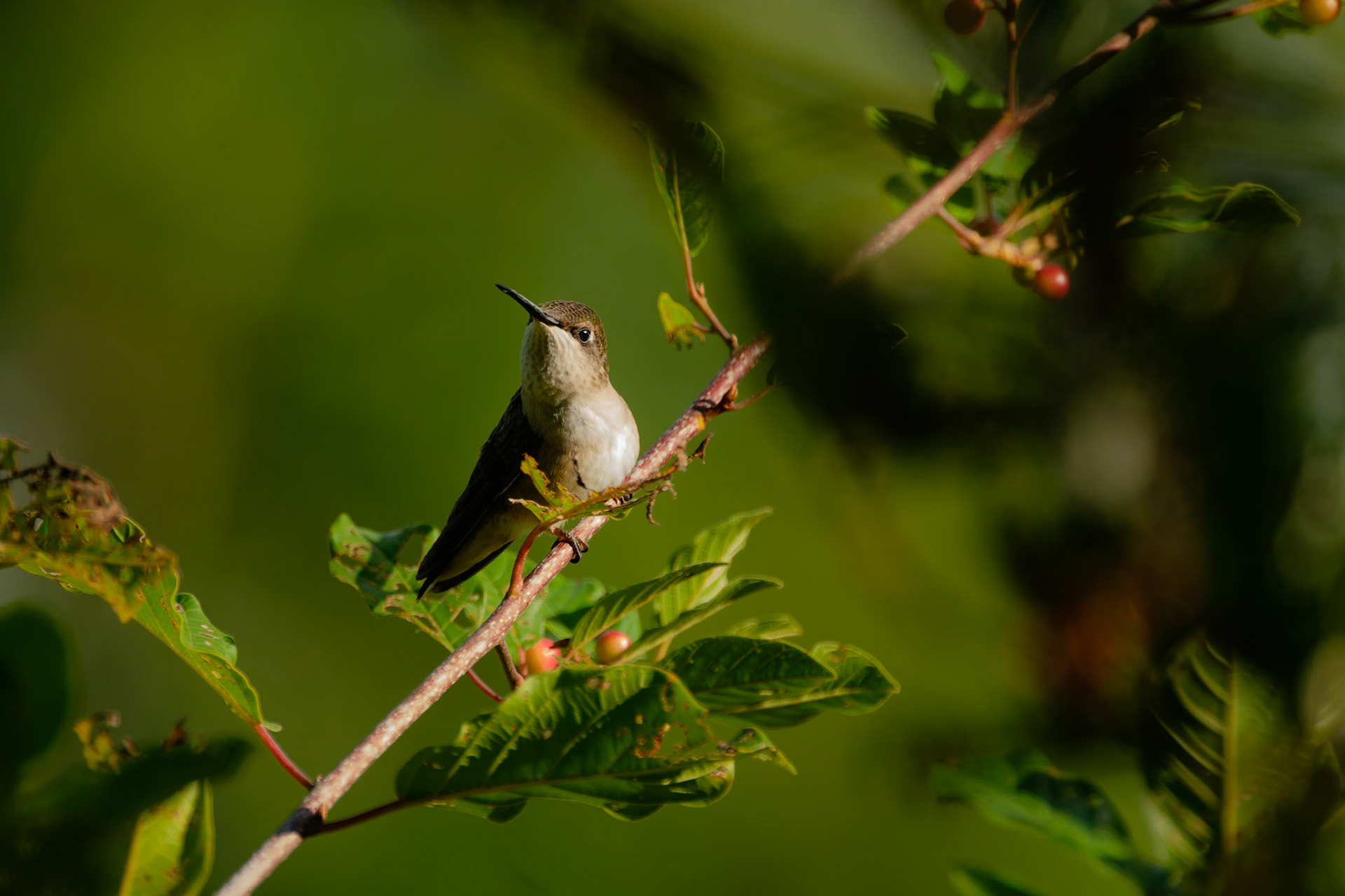 Colibri à gorge rubis, 2020