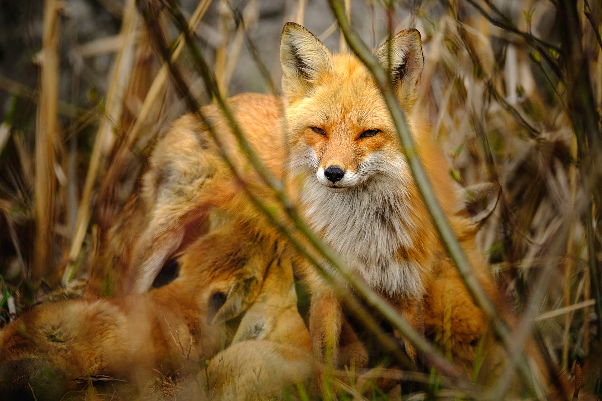 Renards roux, 2020