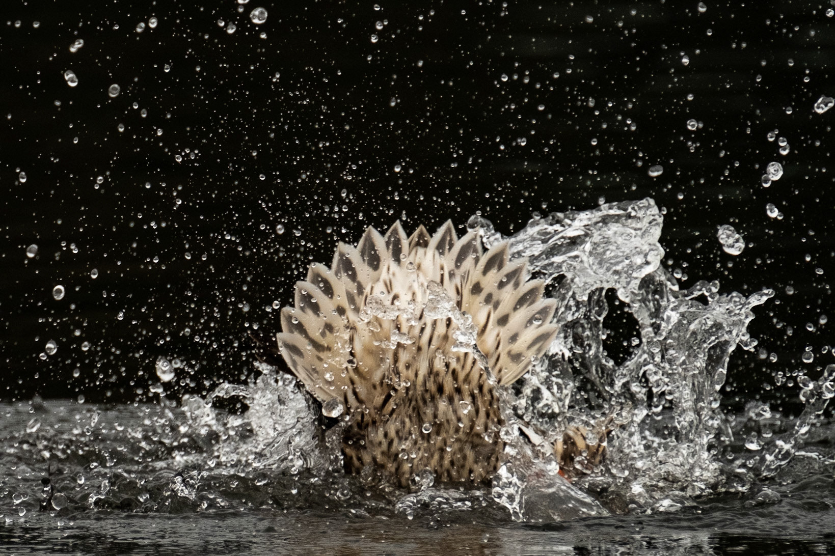Canard colvert, 2019