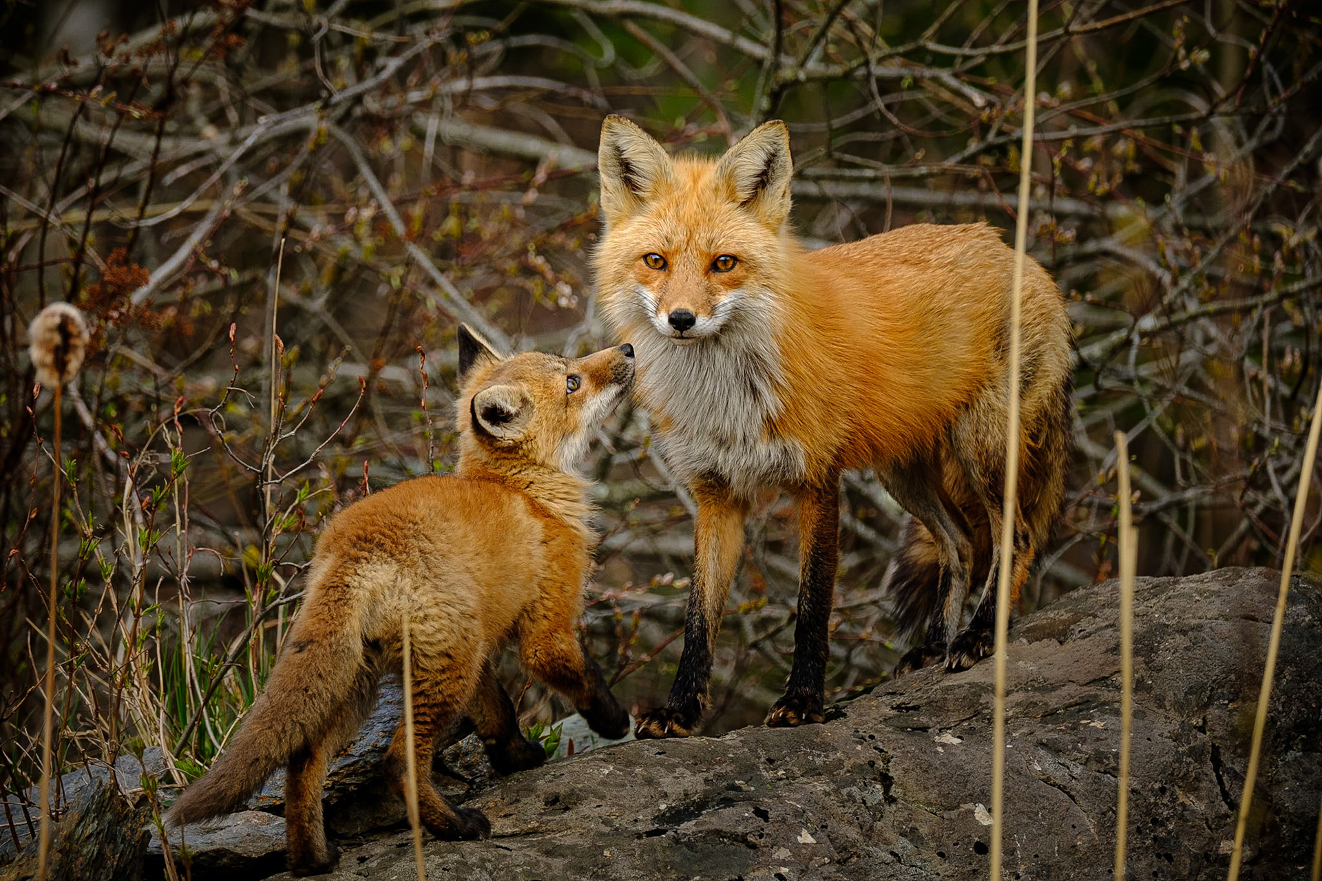 Renards roux, 2020
