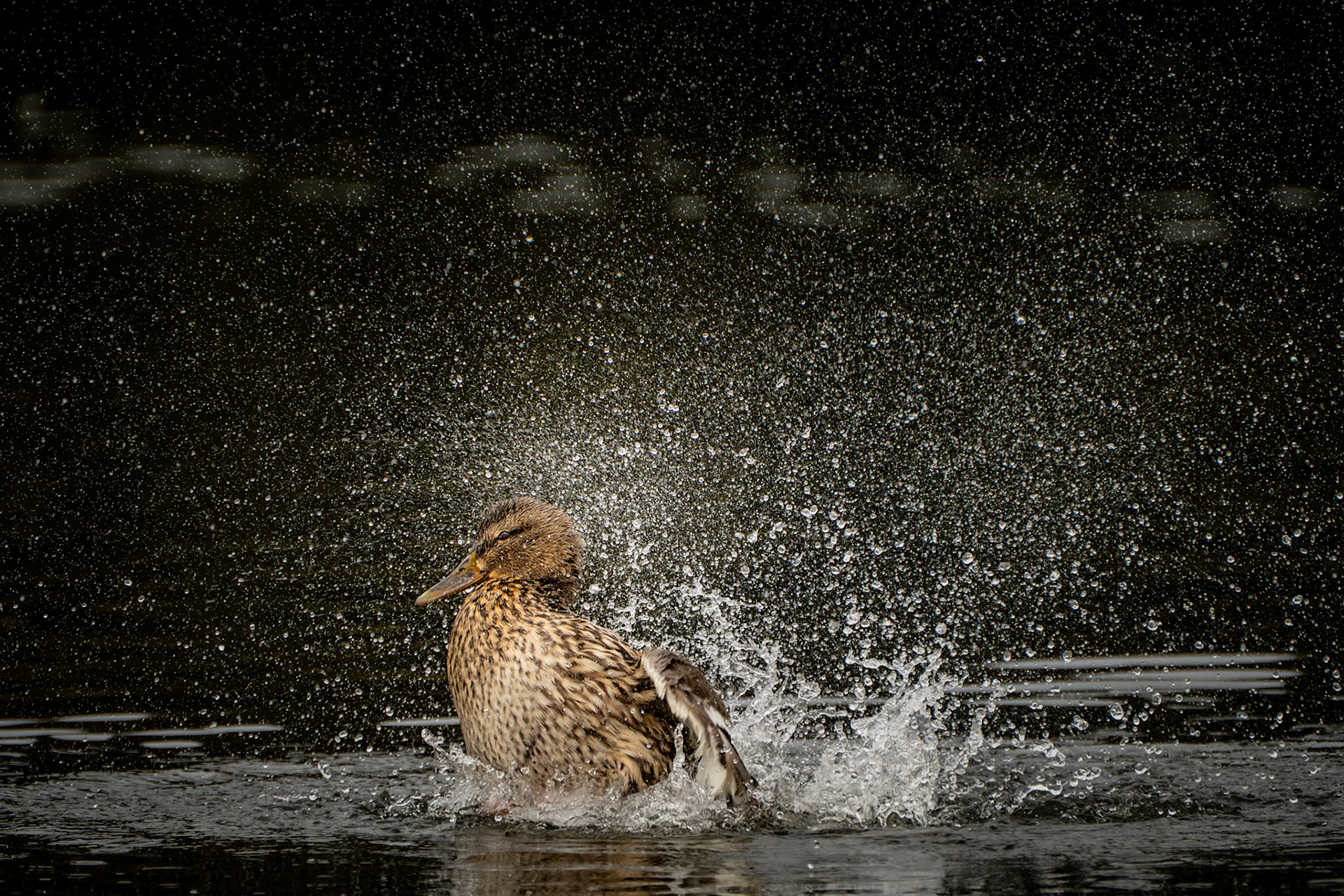 Canard colvert, 2019