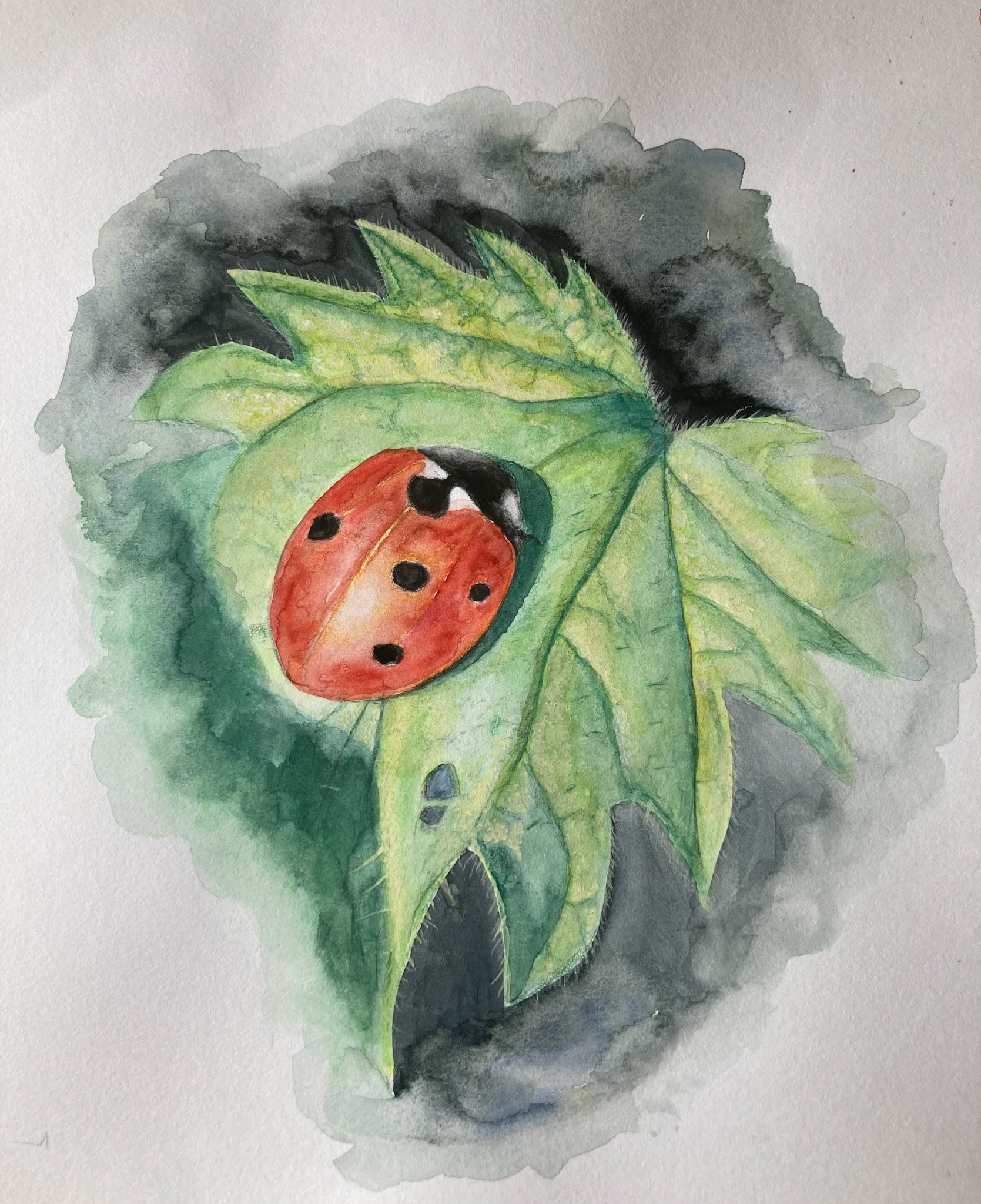 ladybird on stinging nettle
