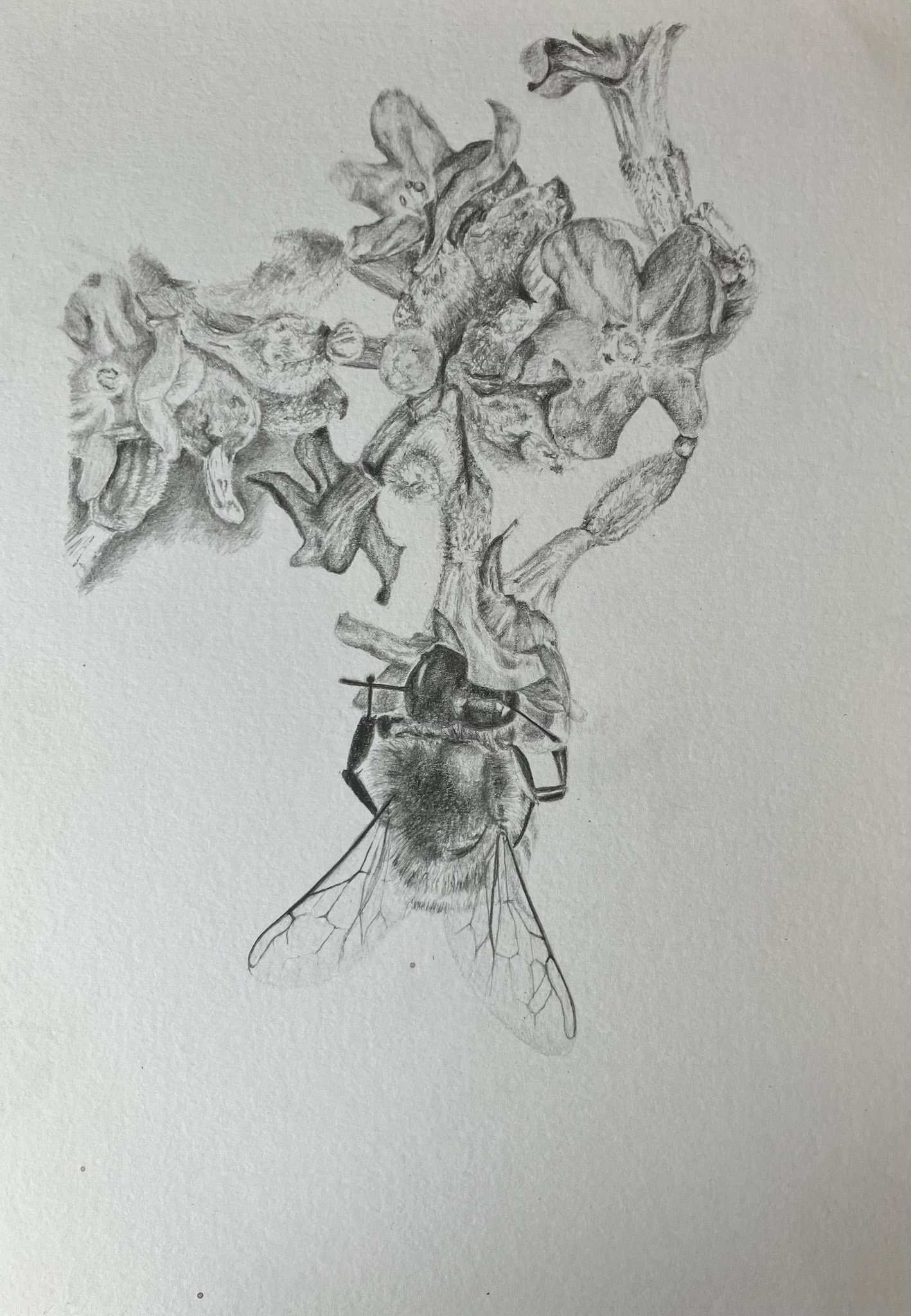 bee on lavender flowers