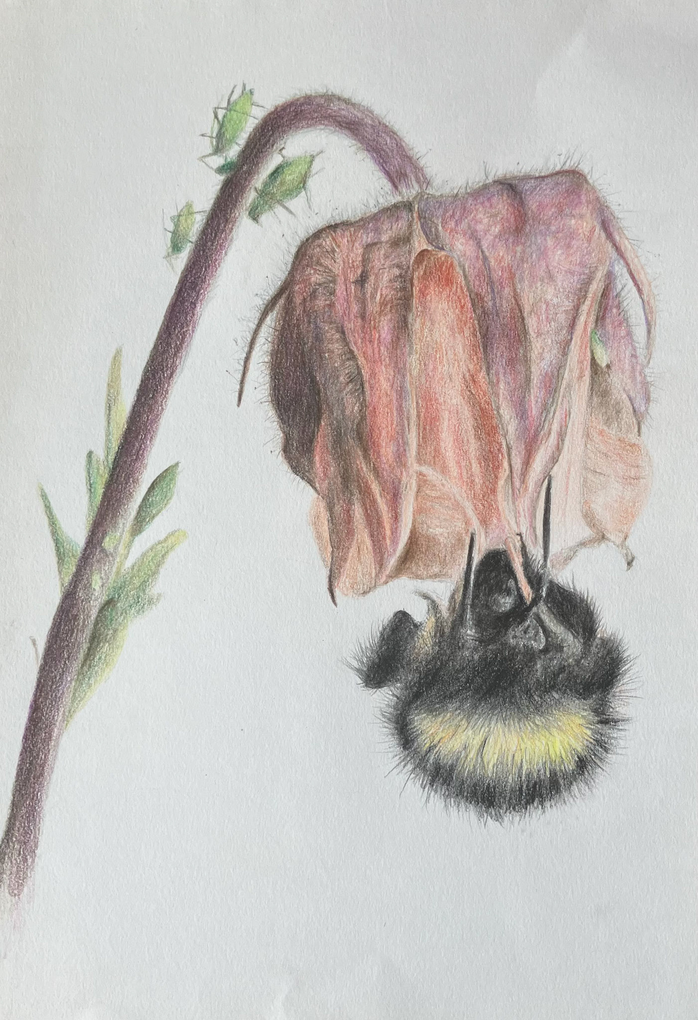 bee on geum flower with aphids