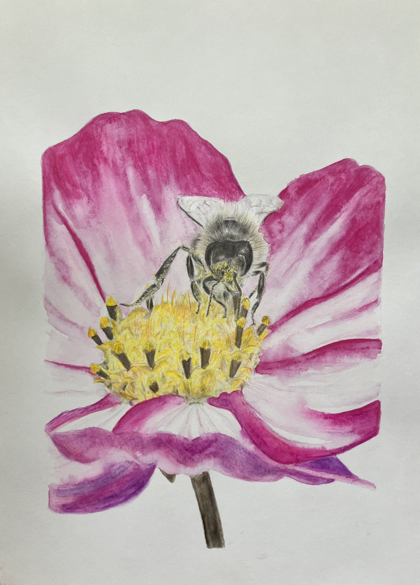 bee on pink cosmos flower