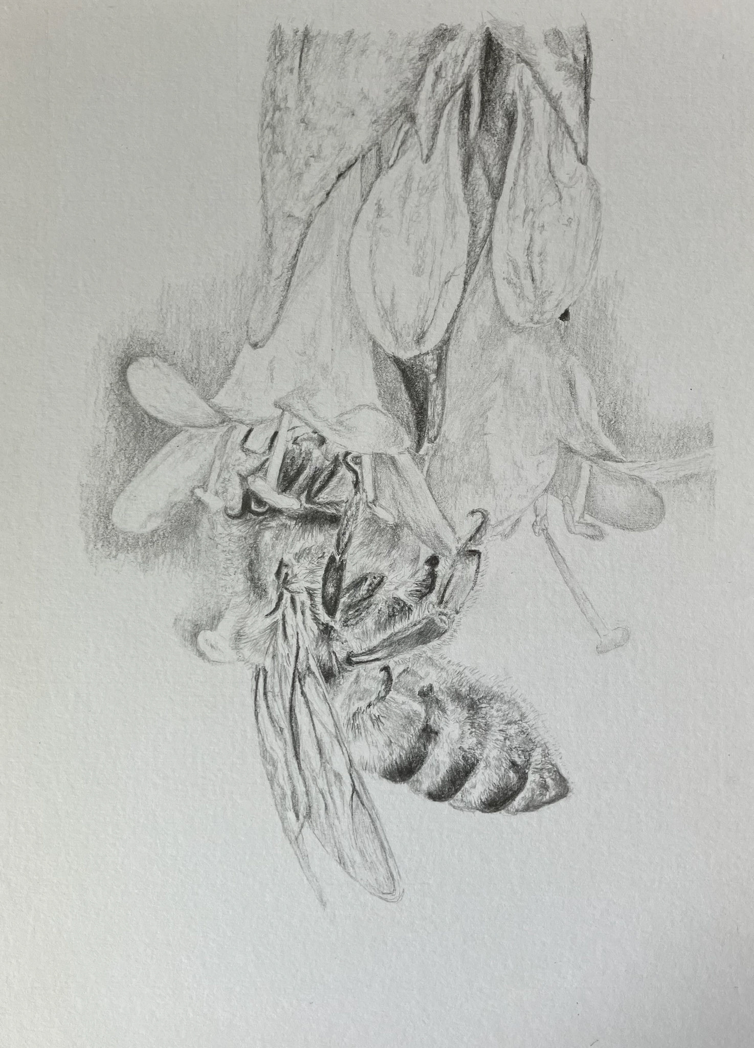 bee on pheasant berry flowers