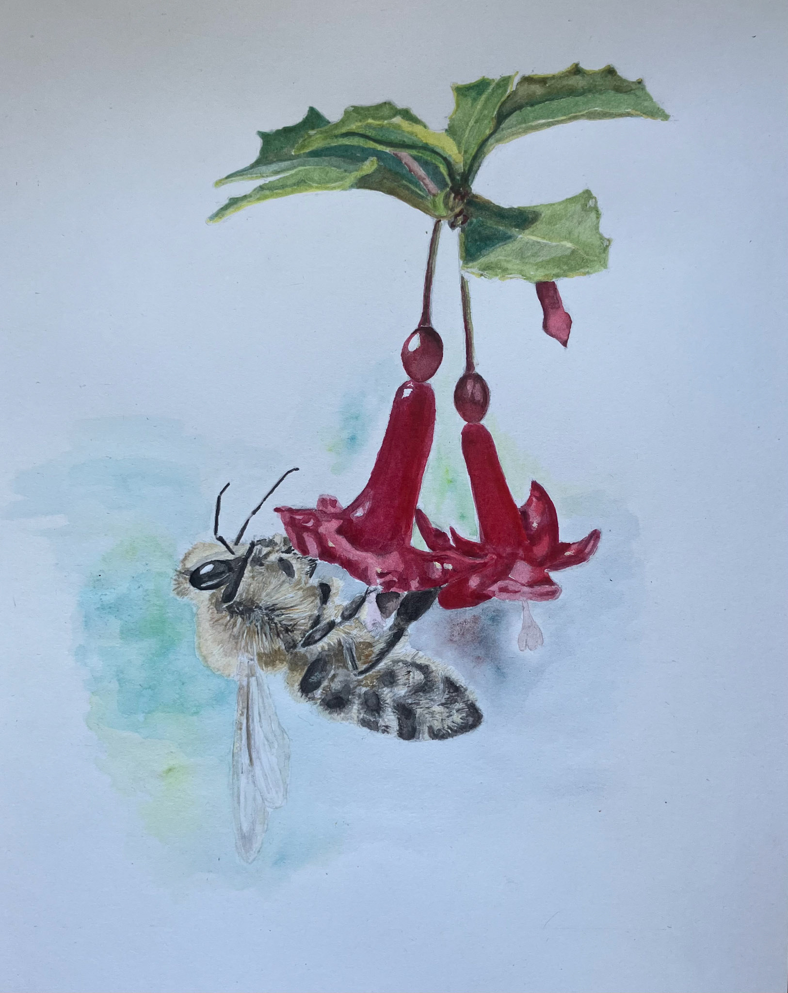 bee on fuschia flowers