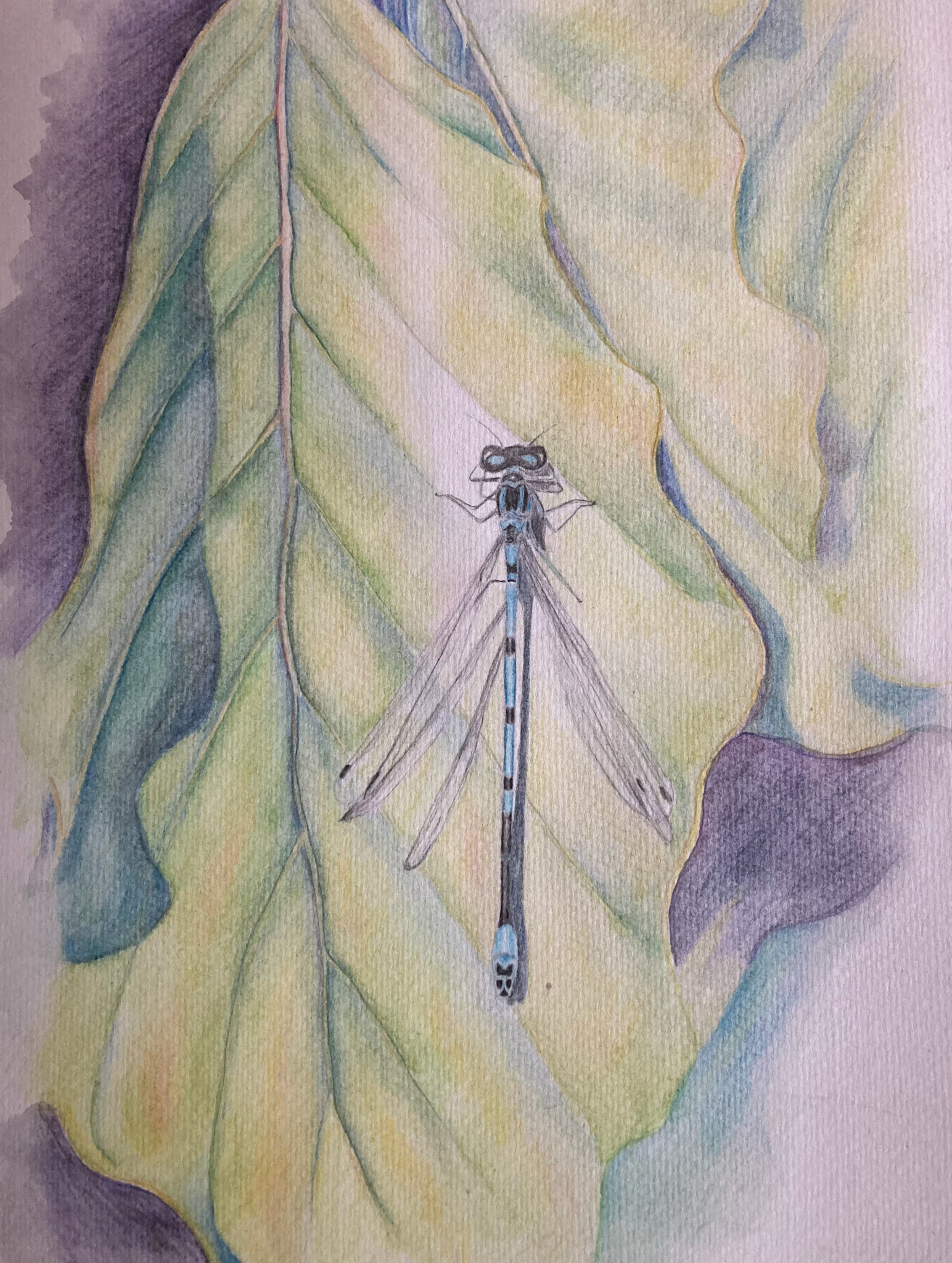 damselfly on beech leaf