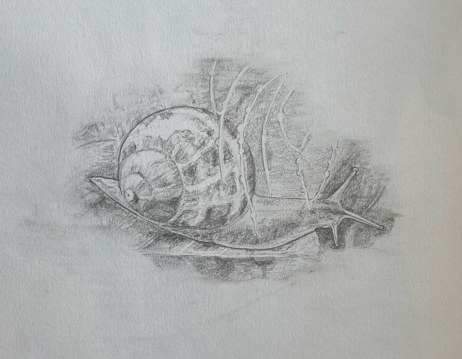 snail with water droplets