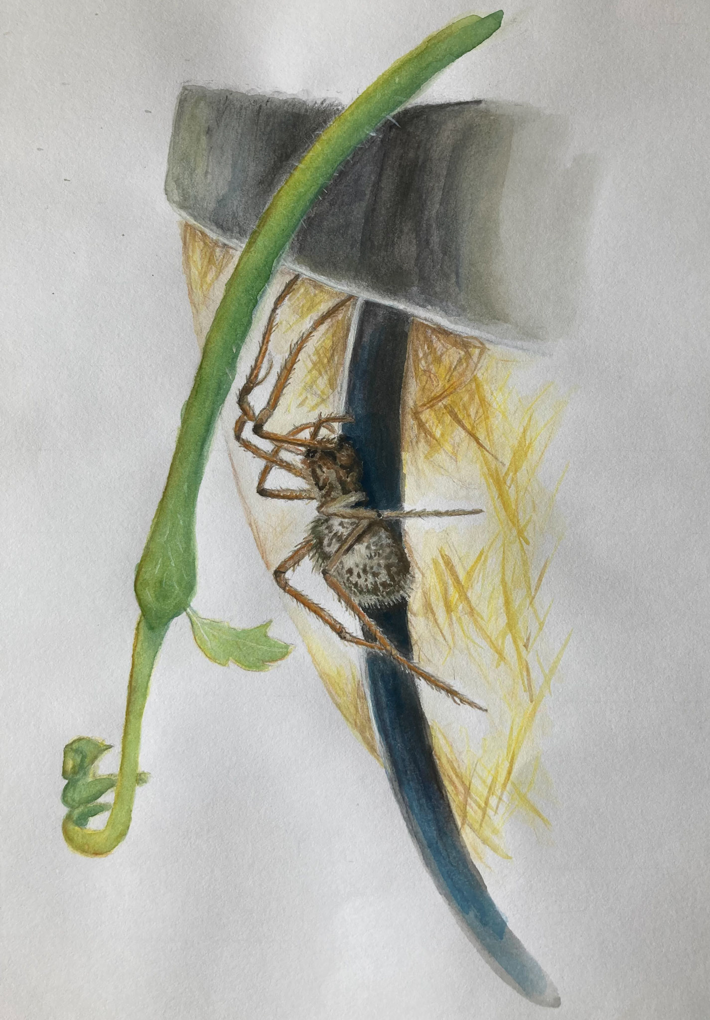 spider with strawberry runner