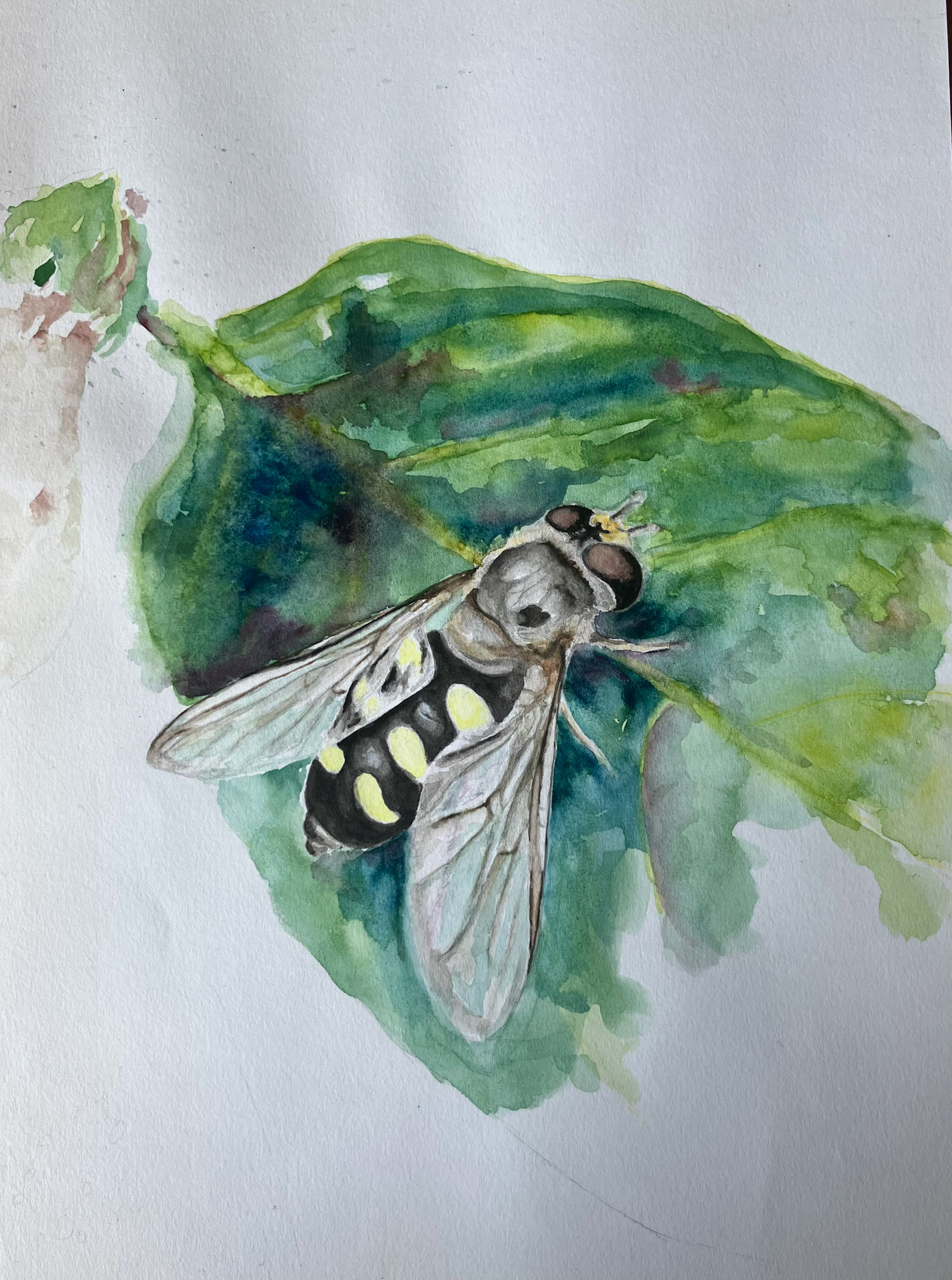 hoverfly on chilli plant leaf