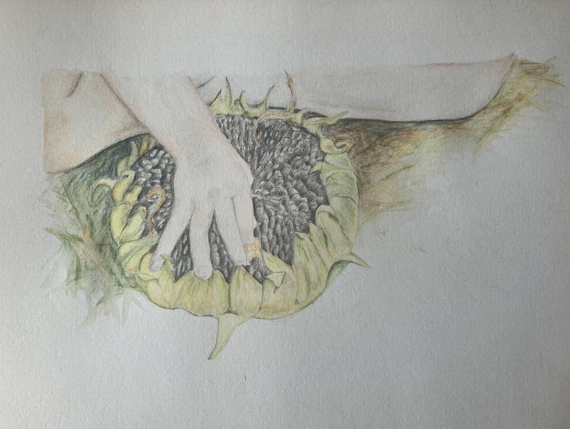 sunflower seedhead and child