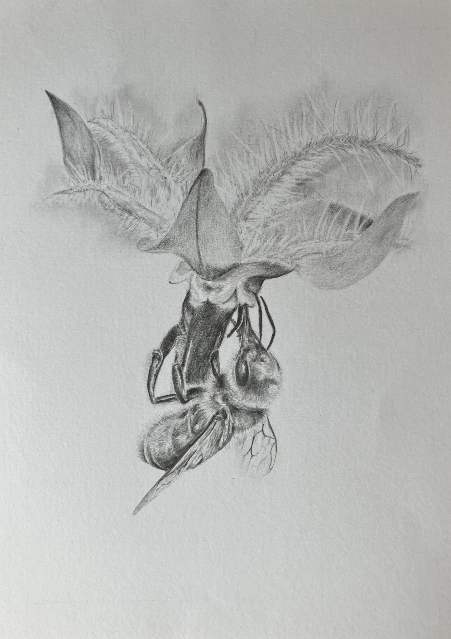 bee on borage flower