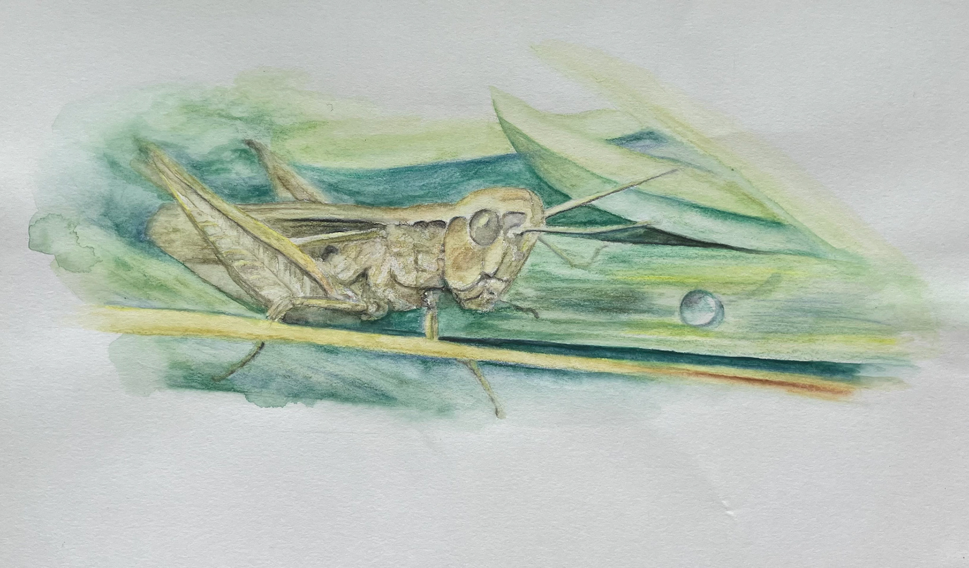 grasshopper in grass