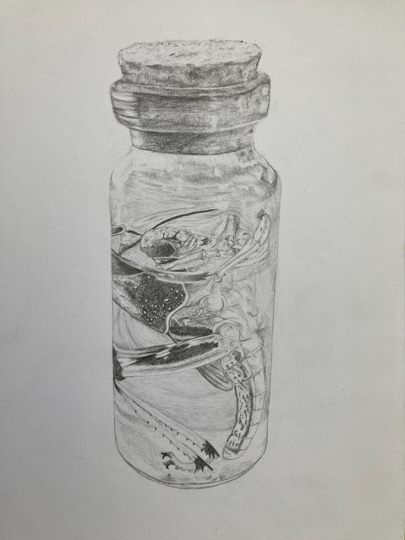 locust in jar