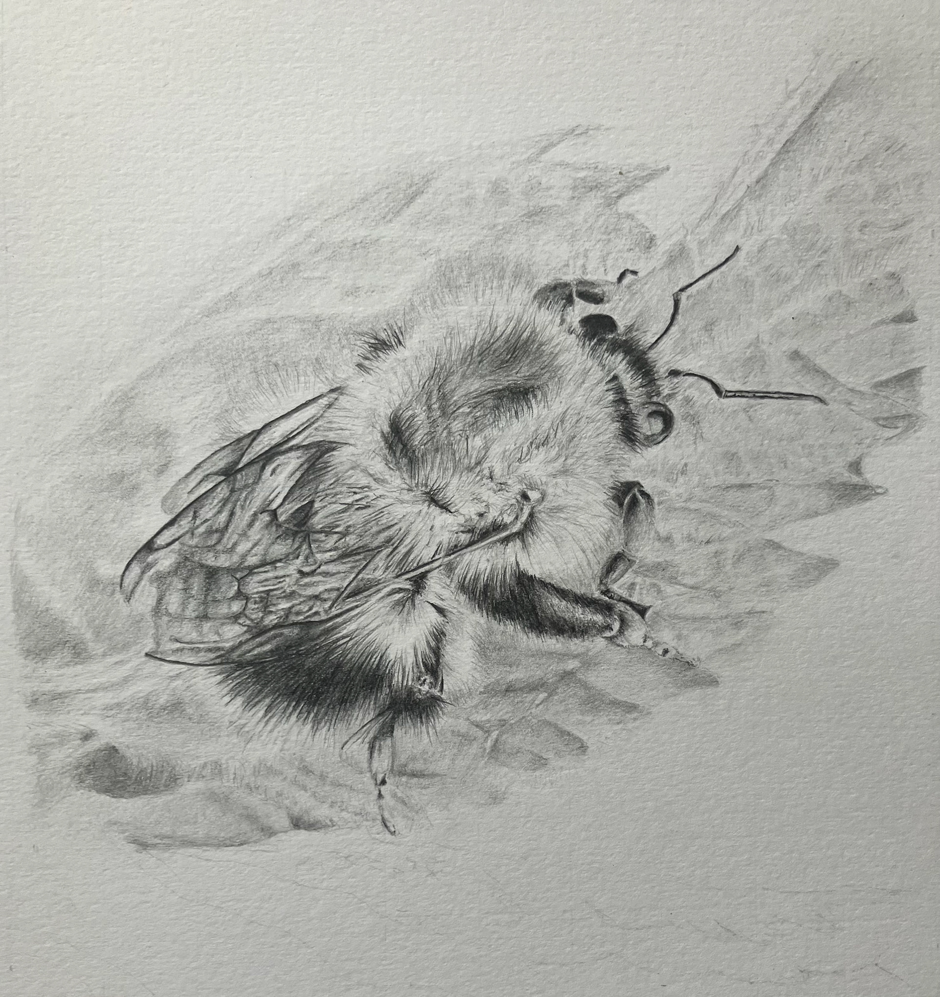 bee on stinging nettle