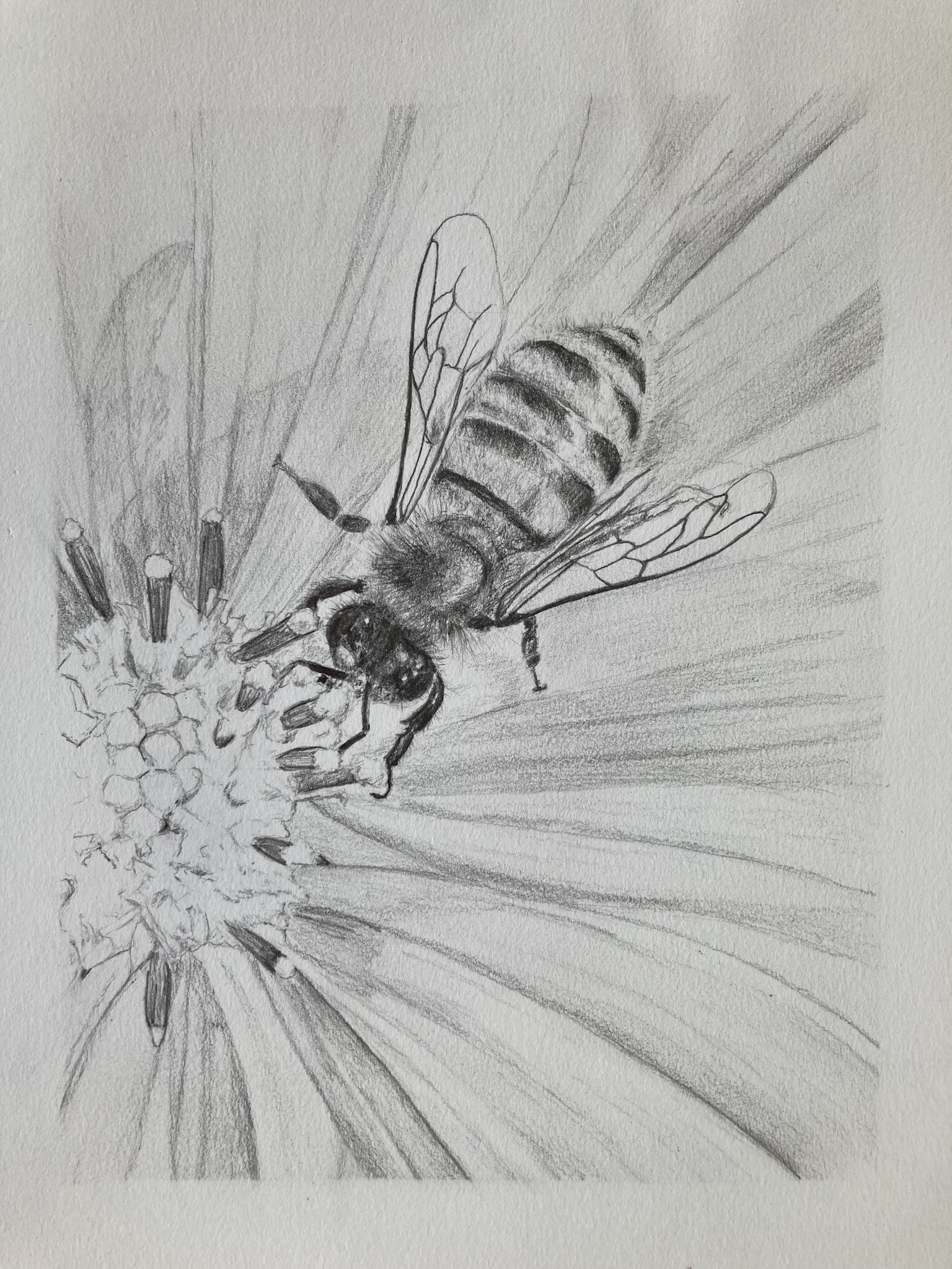 bee on cosmos flower