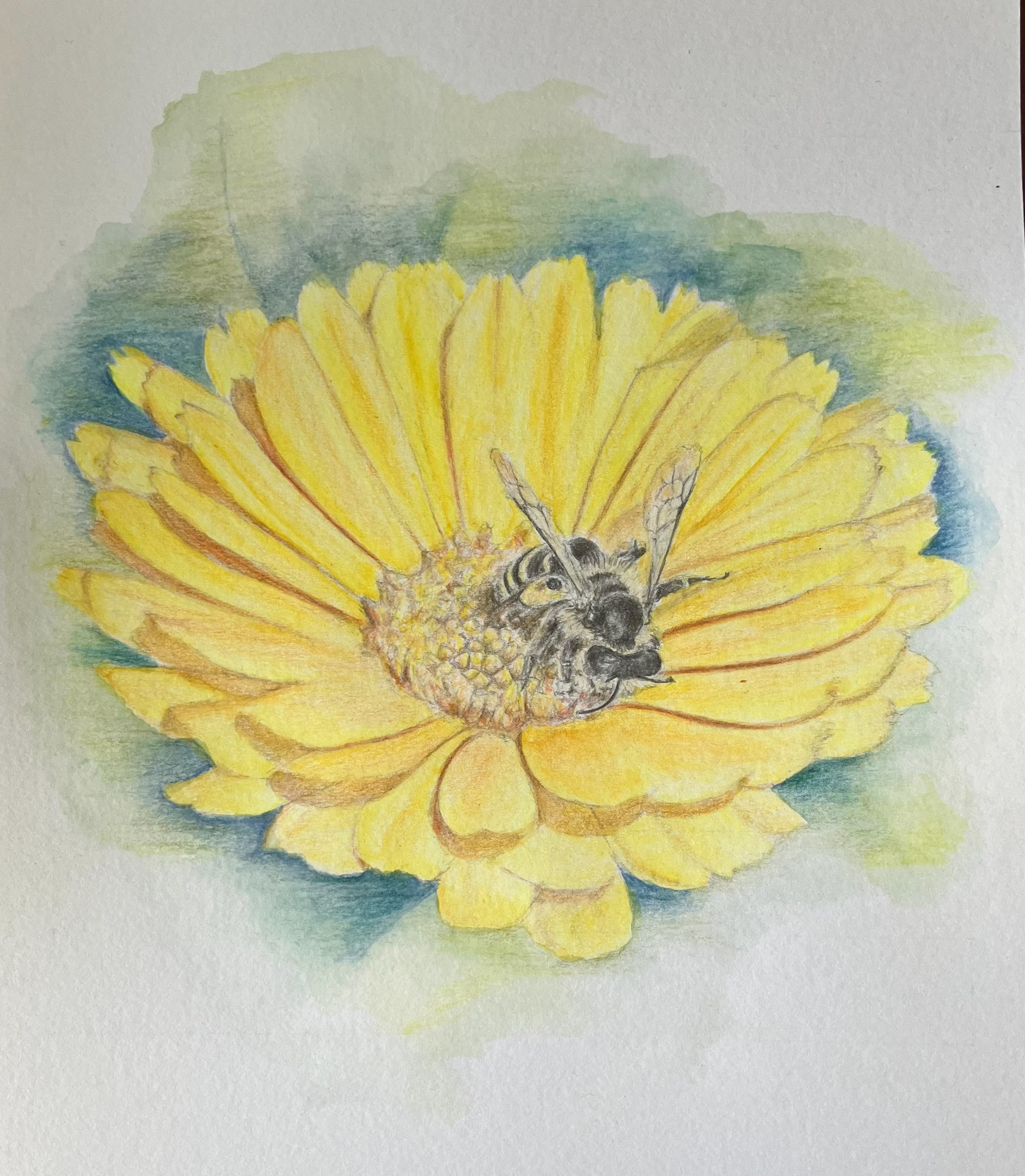 bee on calendula flower