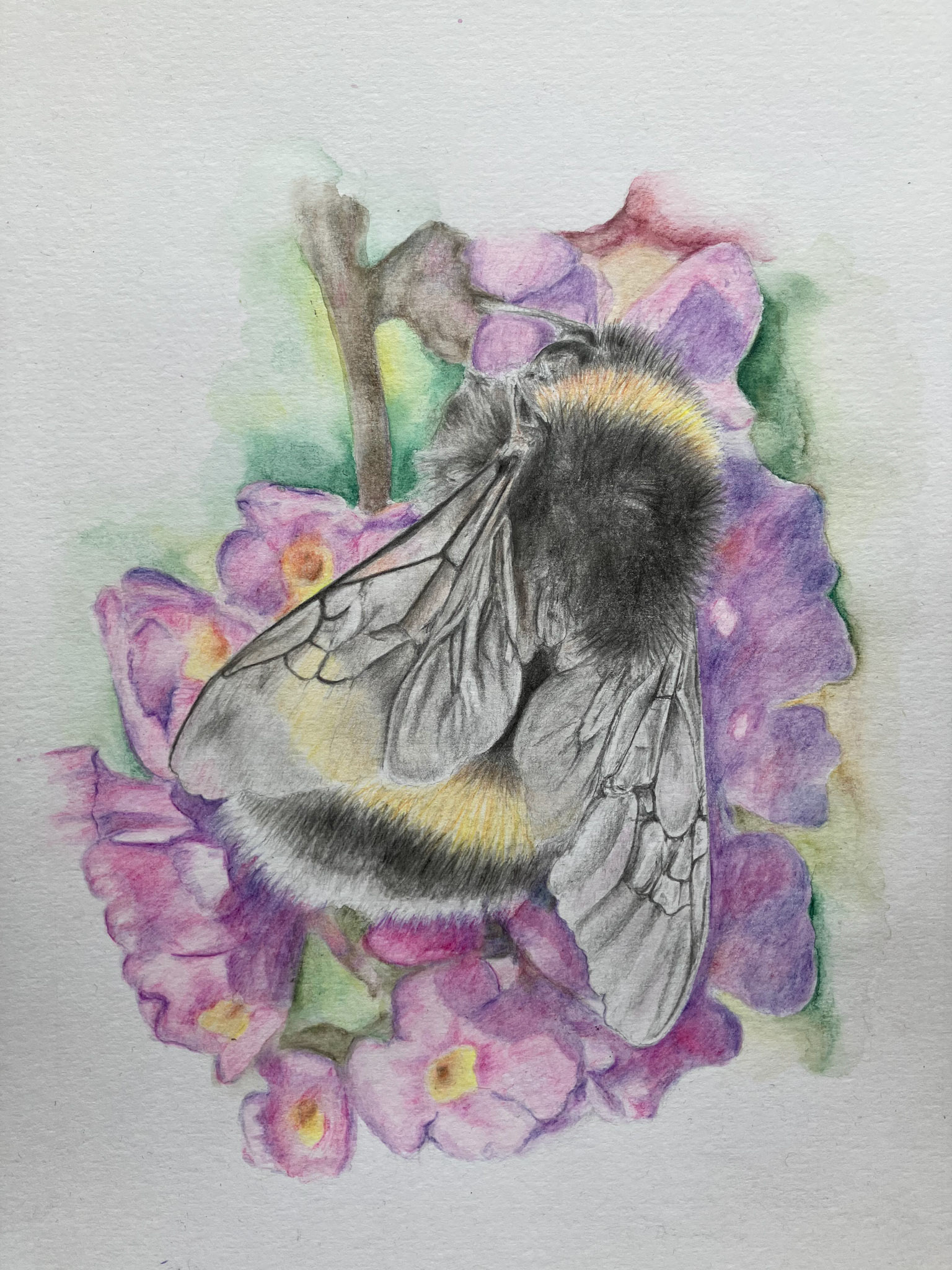 bee on buddleia flowers