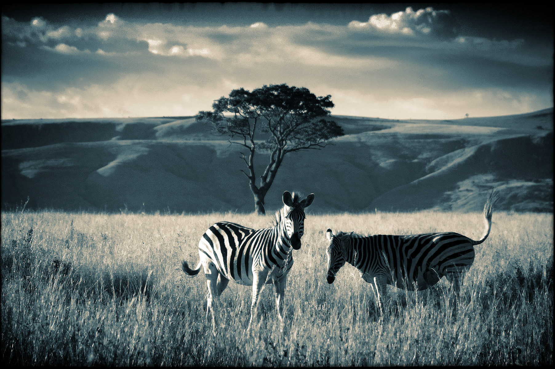 Itala, South Africa.