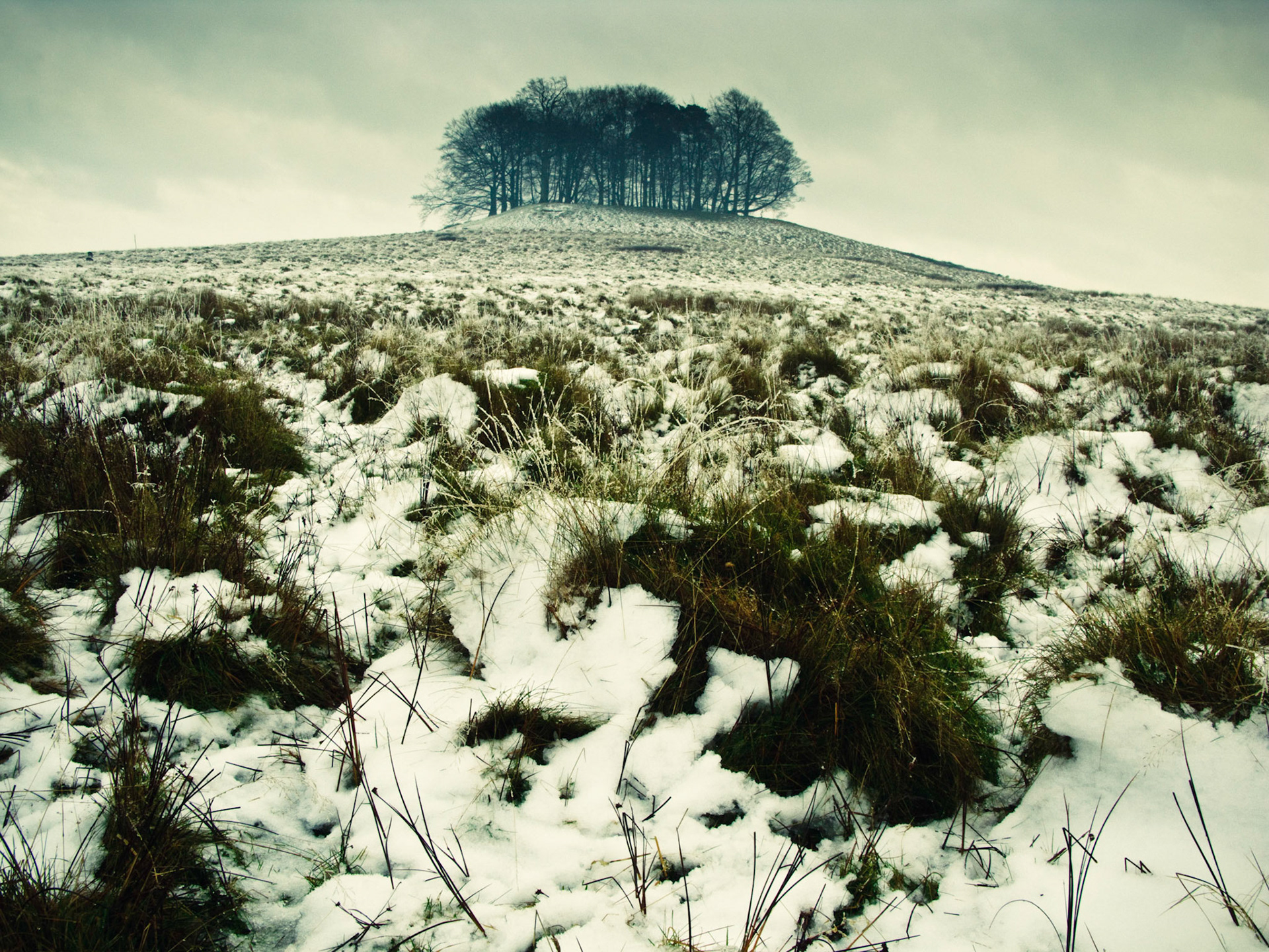 Petworth Park, UK