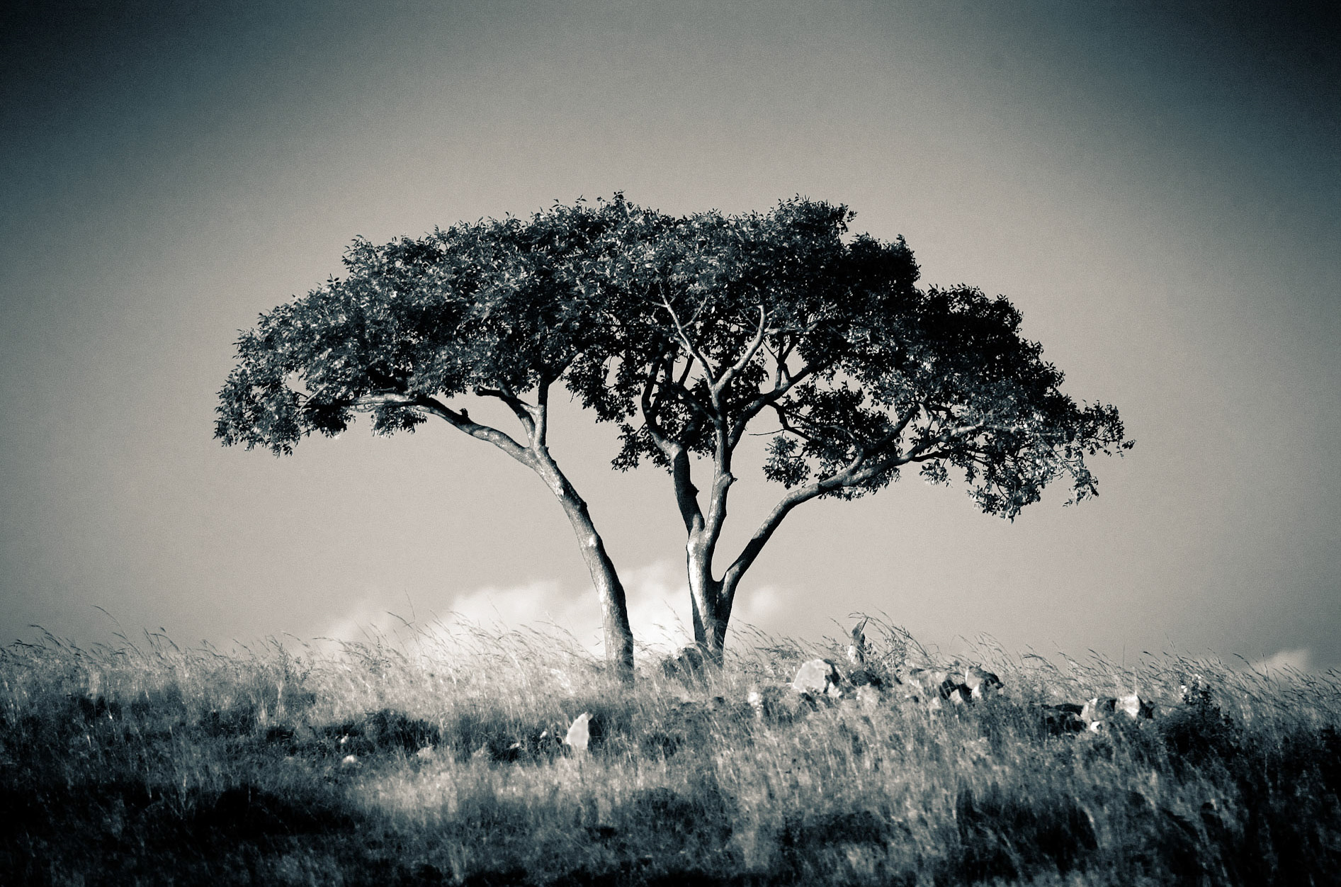 Itala, South Africa.
