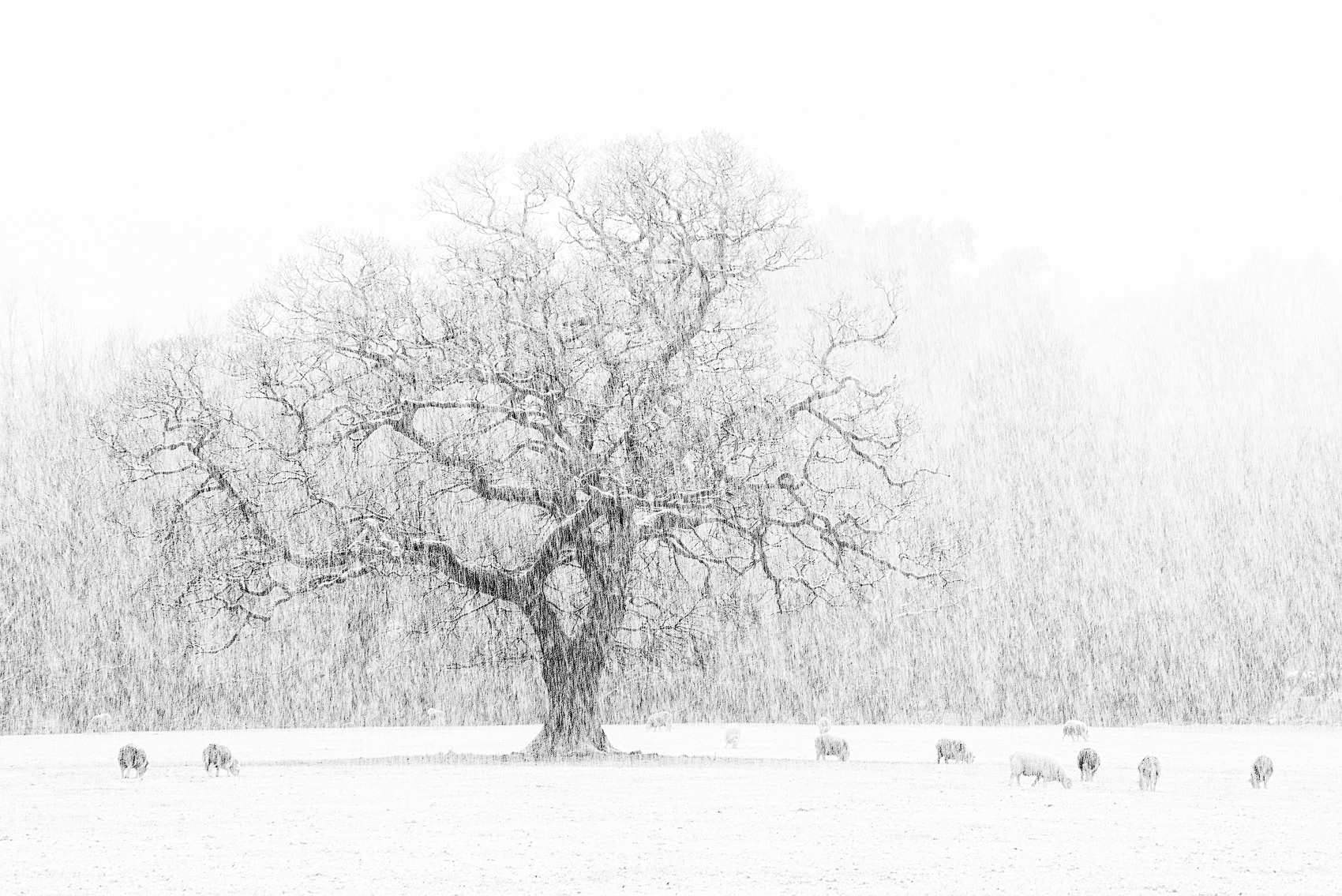 Winter memories- Cumbria 2015