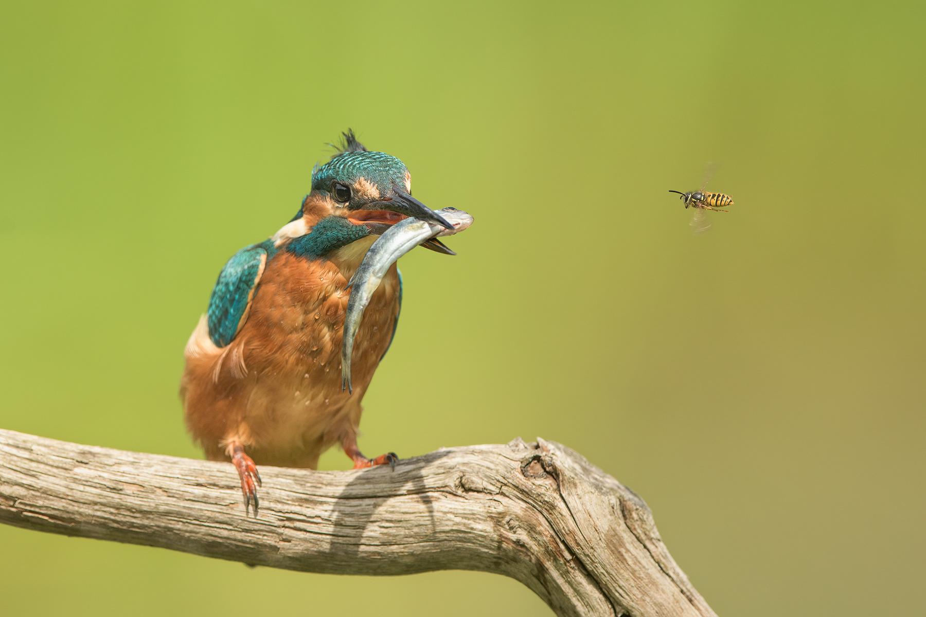 Kingfisher with his meal and a curious wasp