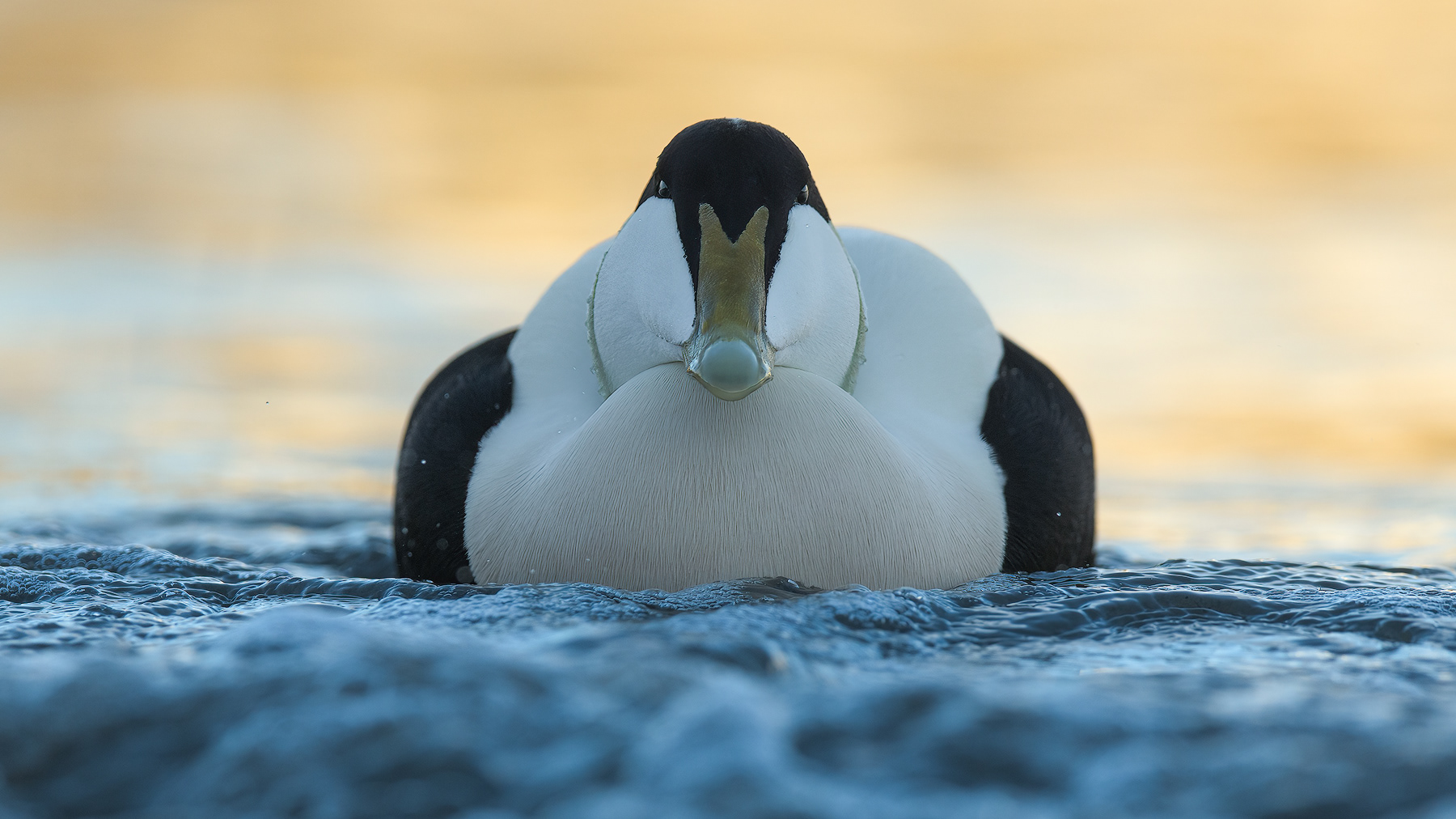 Close encounter with male Eider Duck