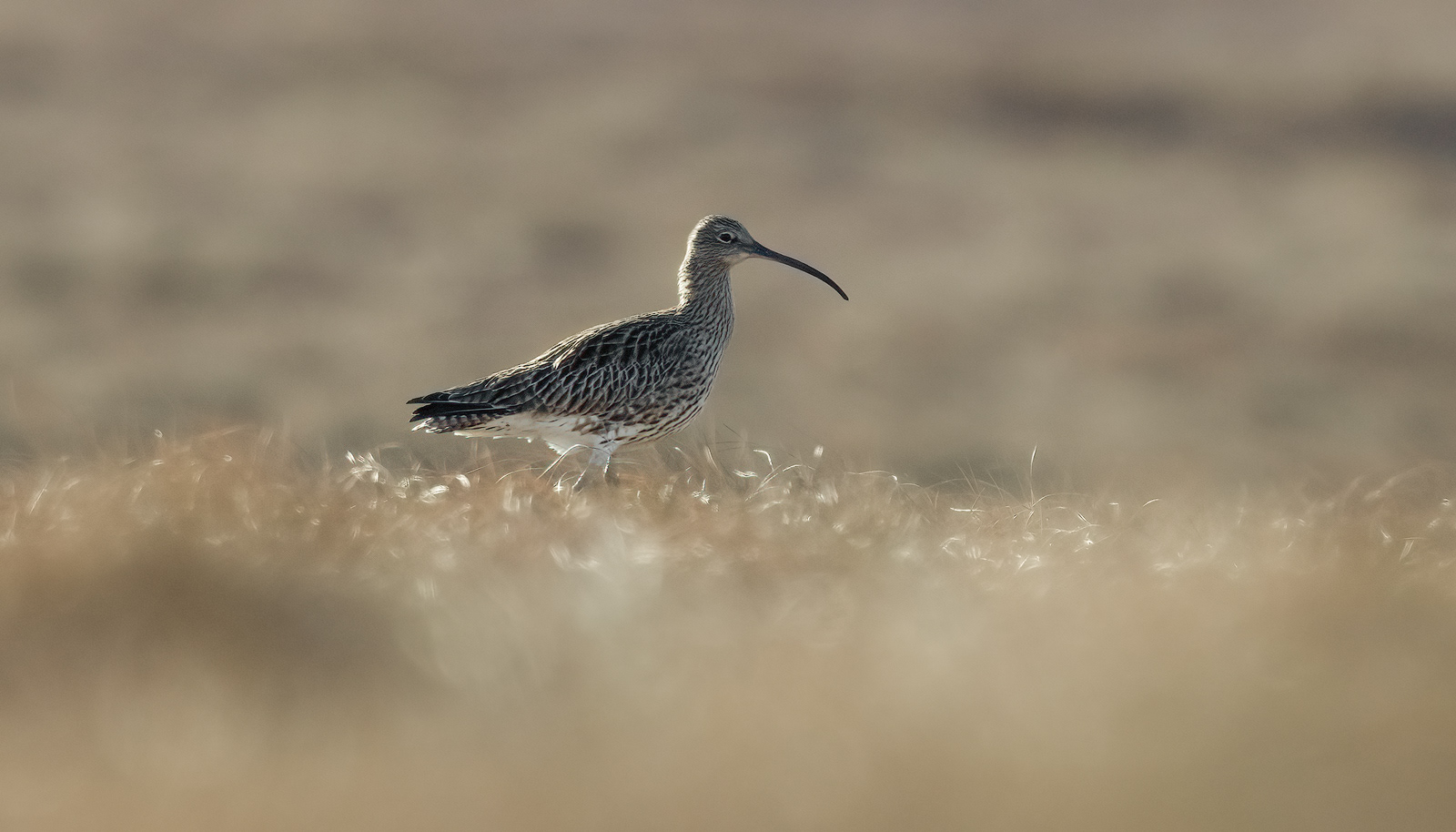 Early spring Curlew in North Pennines