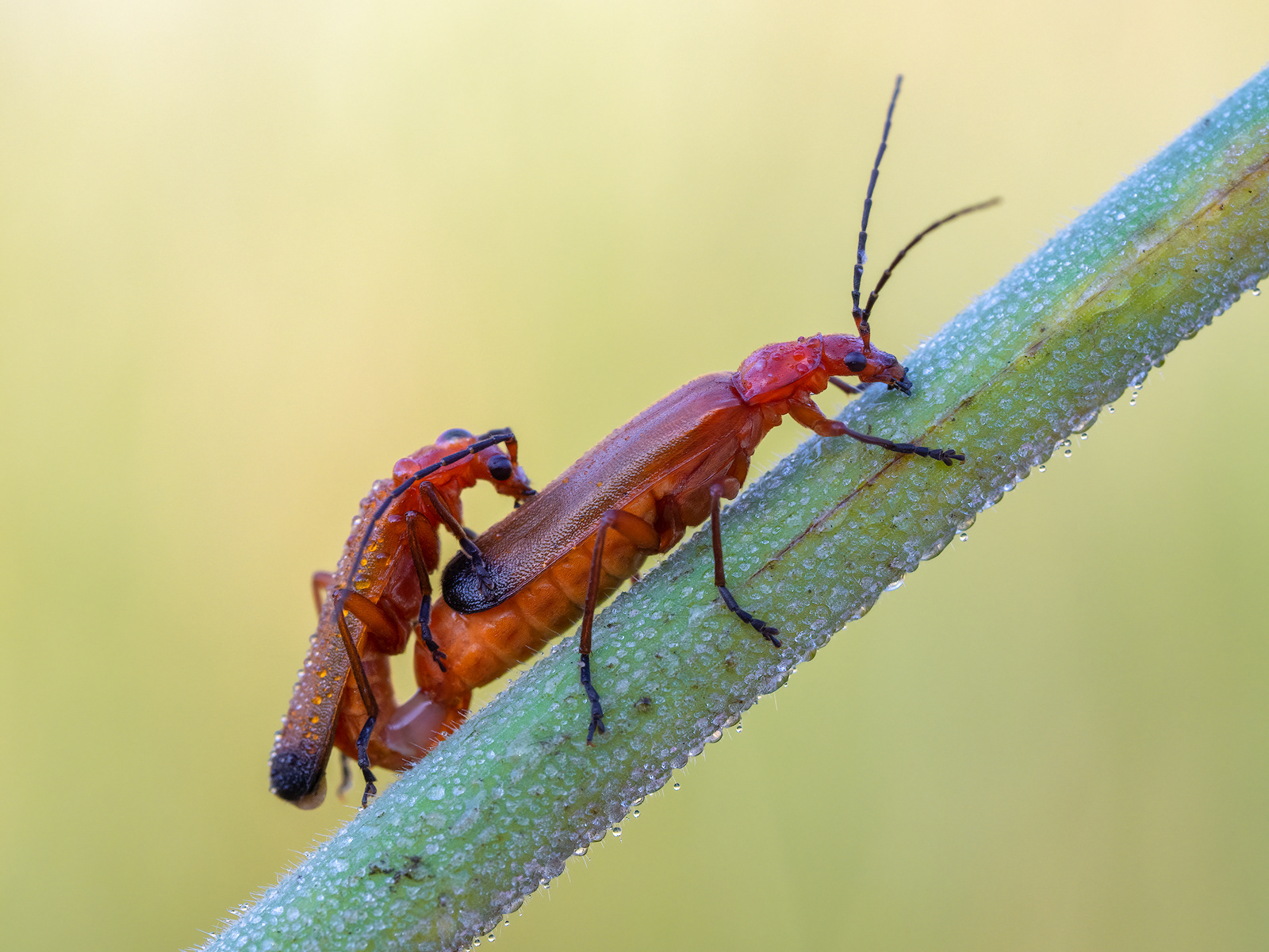Common Red Soldier Beetles mating