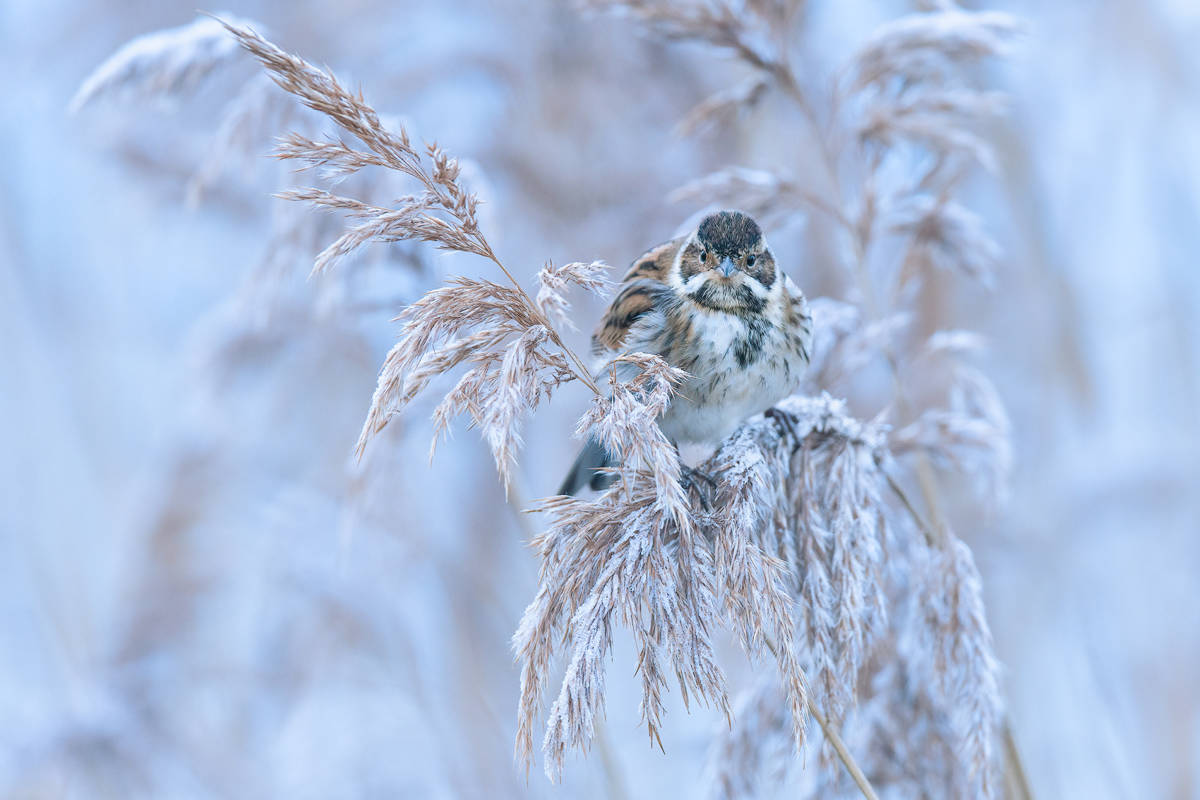 Winter Reed Bunting
