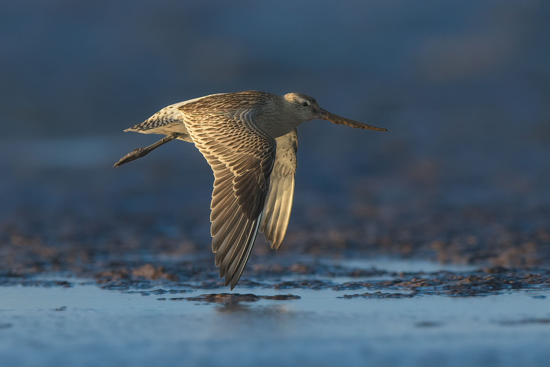 Bar-Tailed Godwit in flight over Humber Estuary