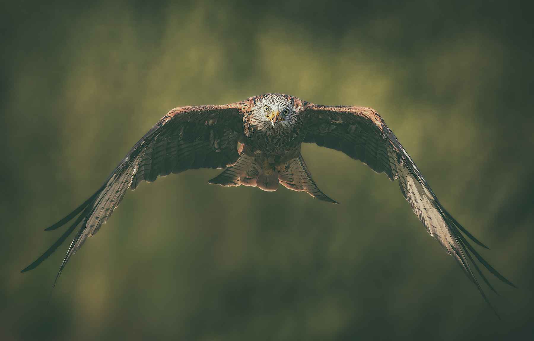 Red Kite in flight