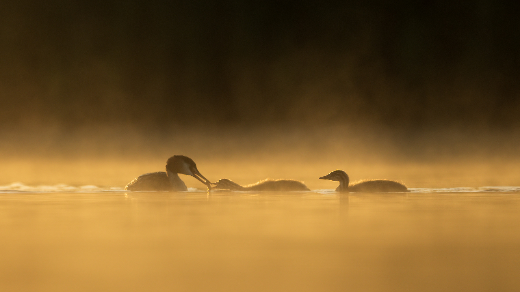 Great Crested Grebe feeding juveniles