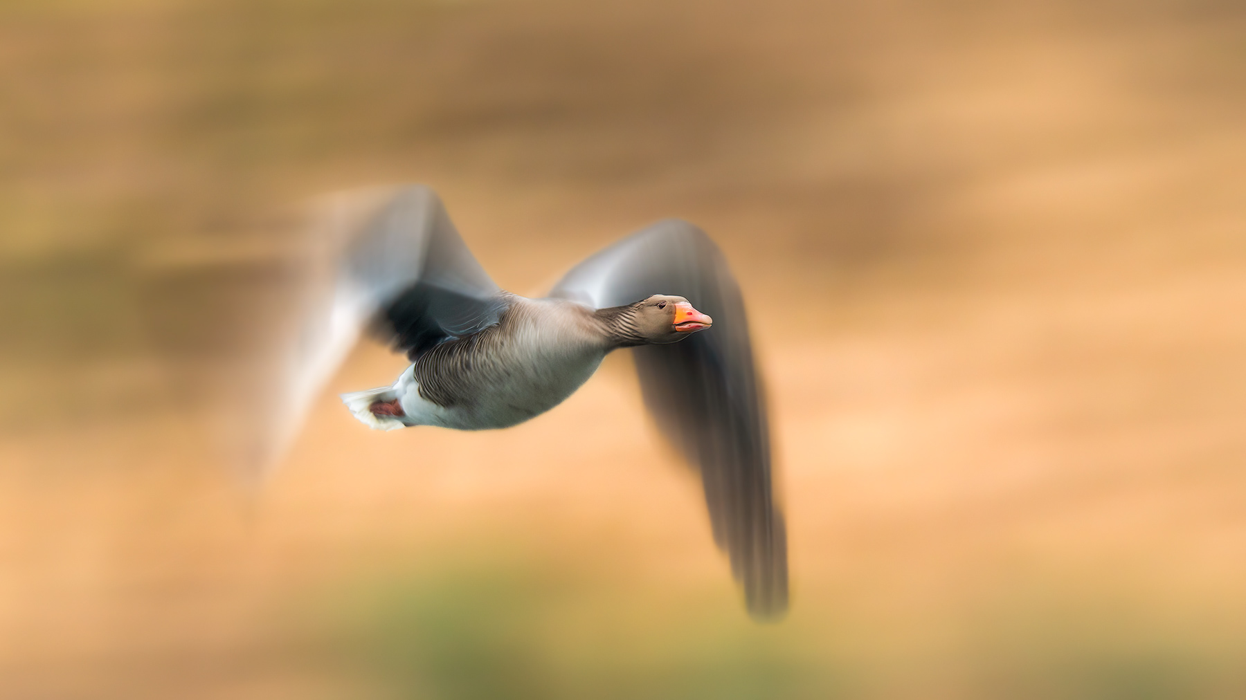 Slow shutter panning shot of Greylag Goose. 1/30s