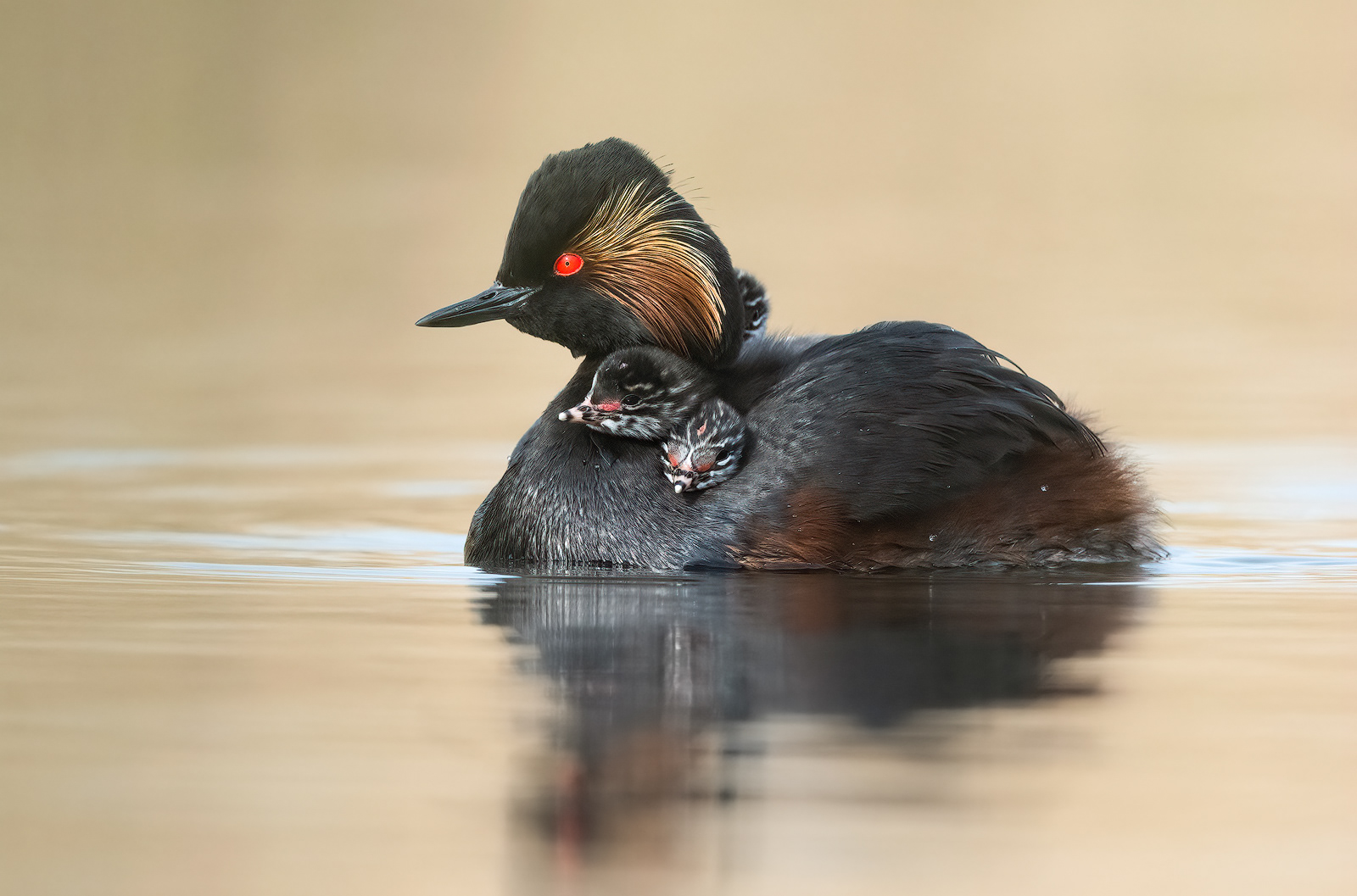 Female Black Necked Grebe with offspring onboard