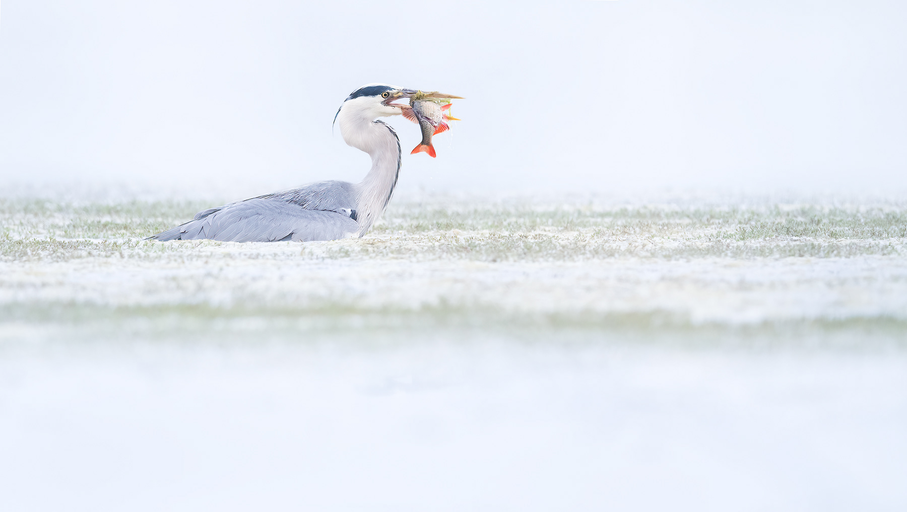 Grey Heron hunting for rudd in a misty morning