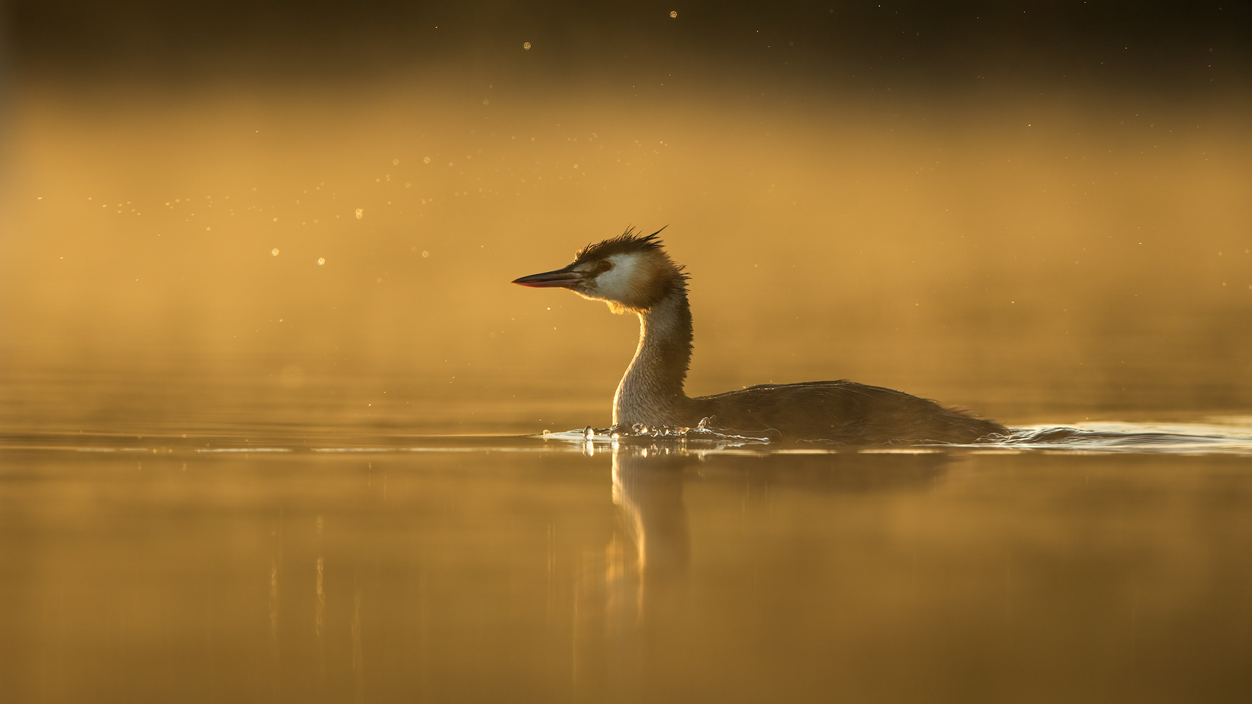 Summer Great Crested Grebe