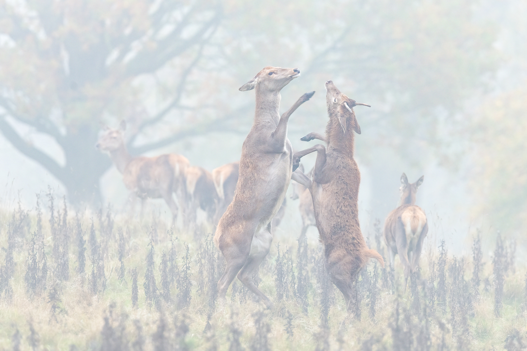 Autumn dance