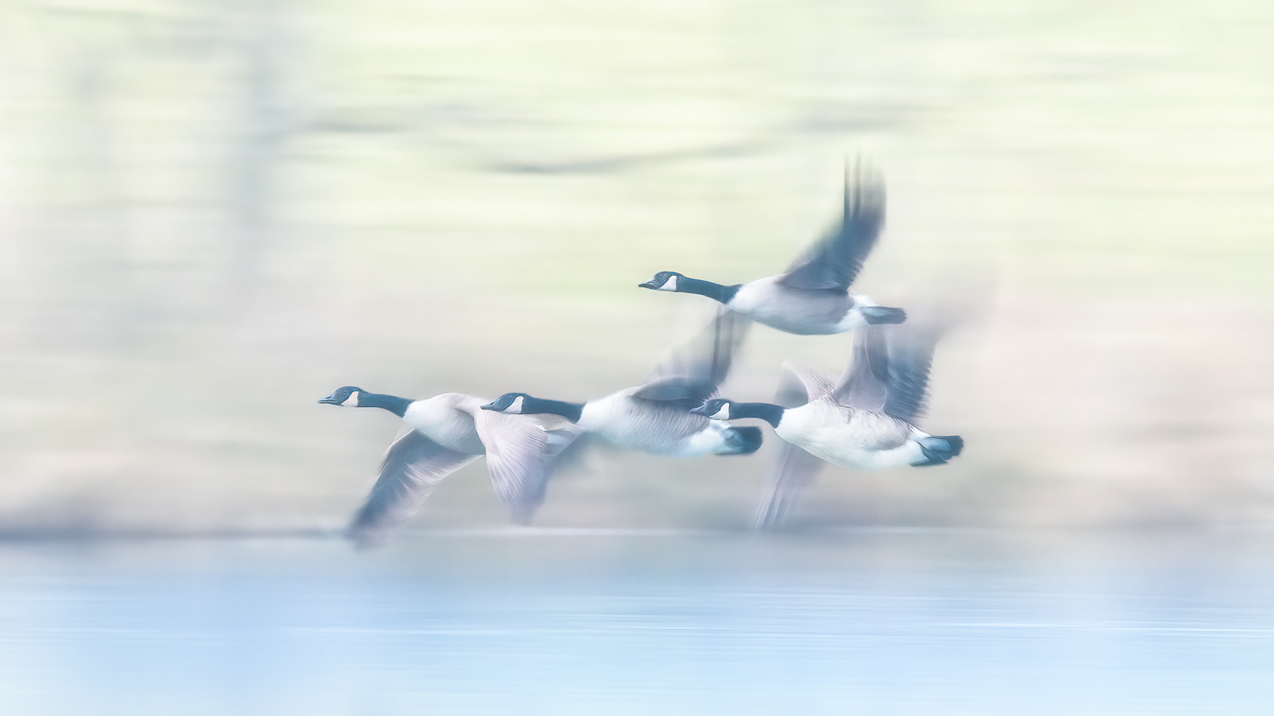 Slow shutter panning shot of Canada Goose. 1/30s