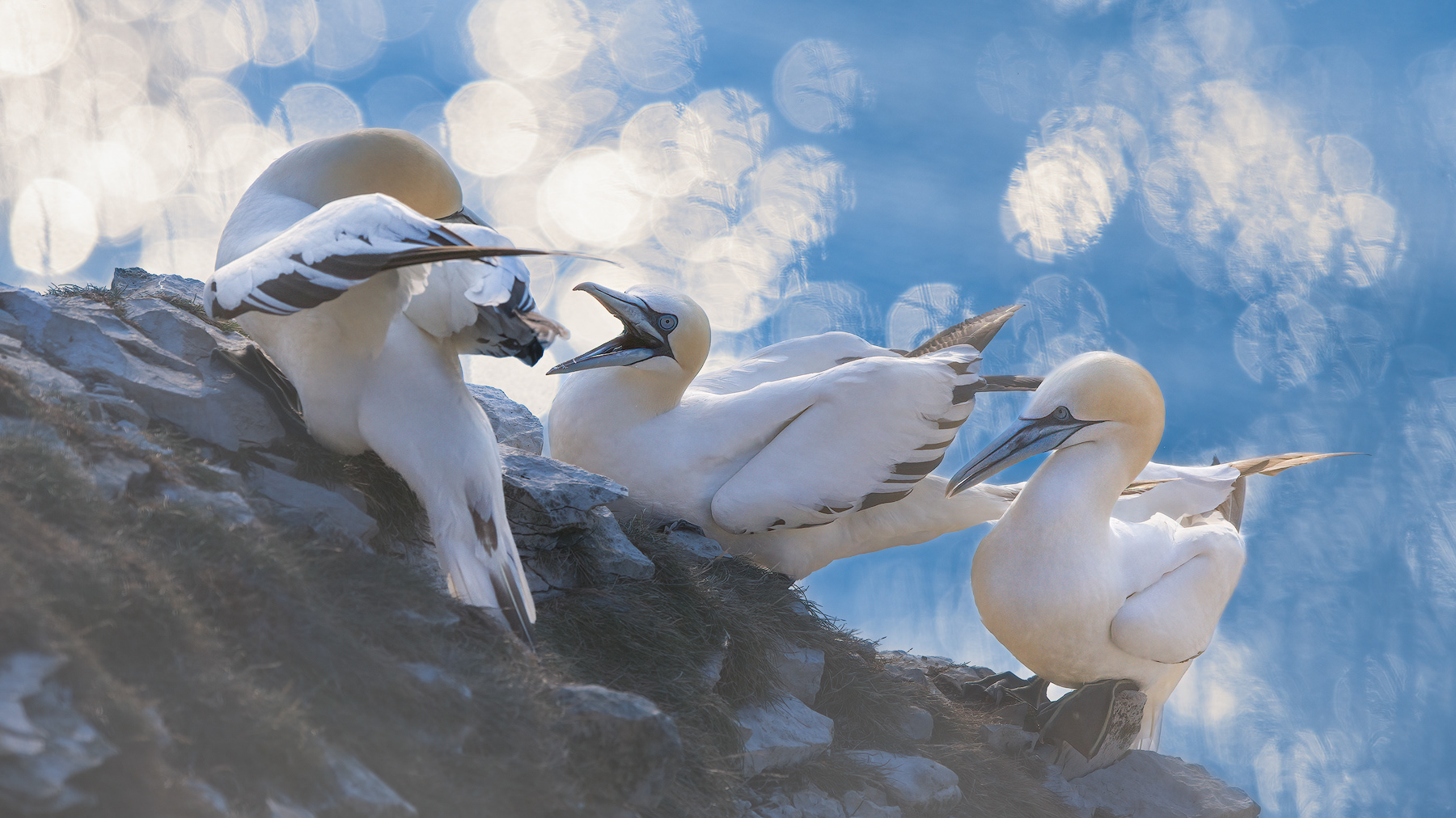 Gannets