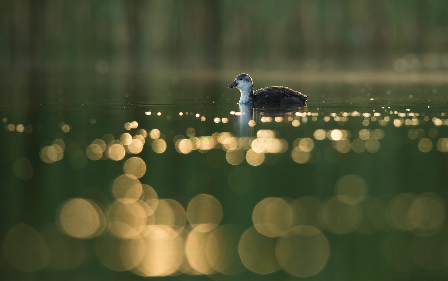 Juvenile Coot. Mid summer