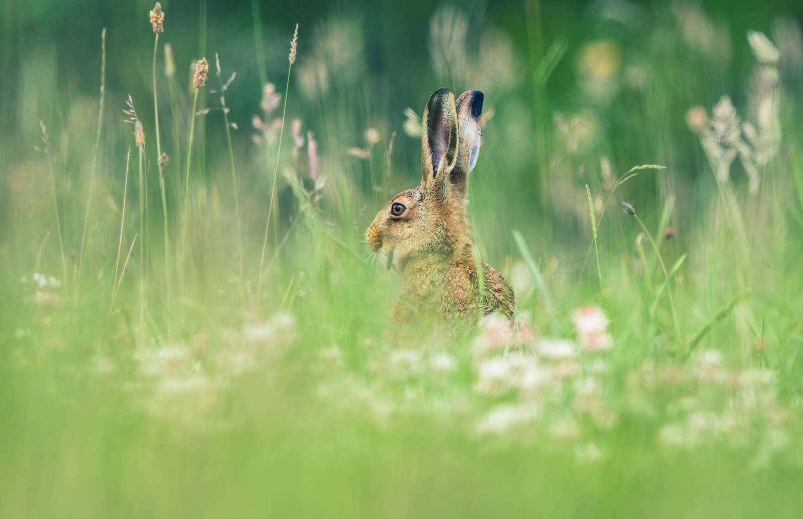 Late Spring Hare