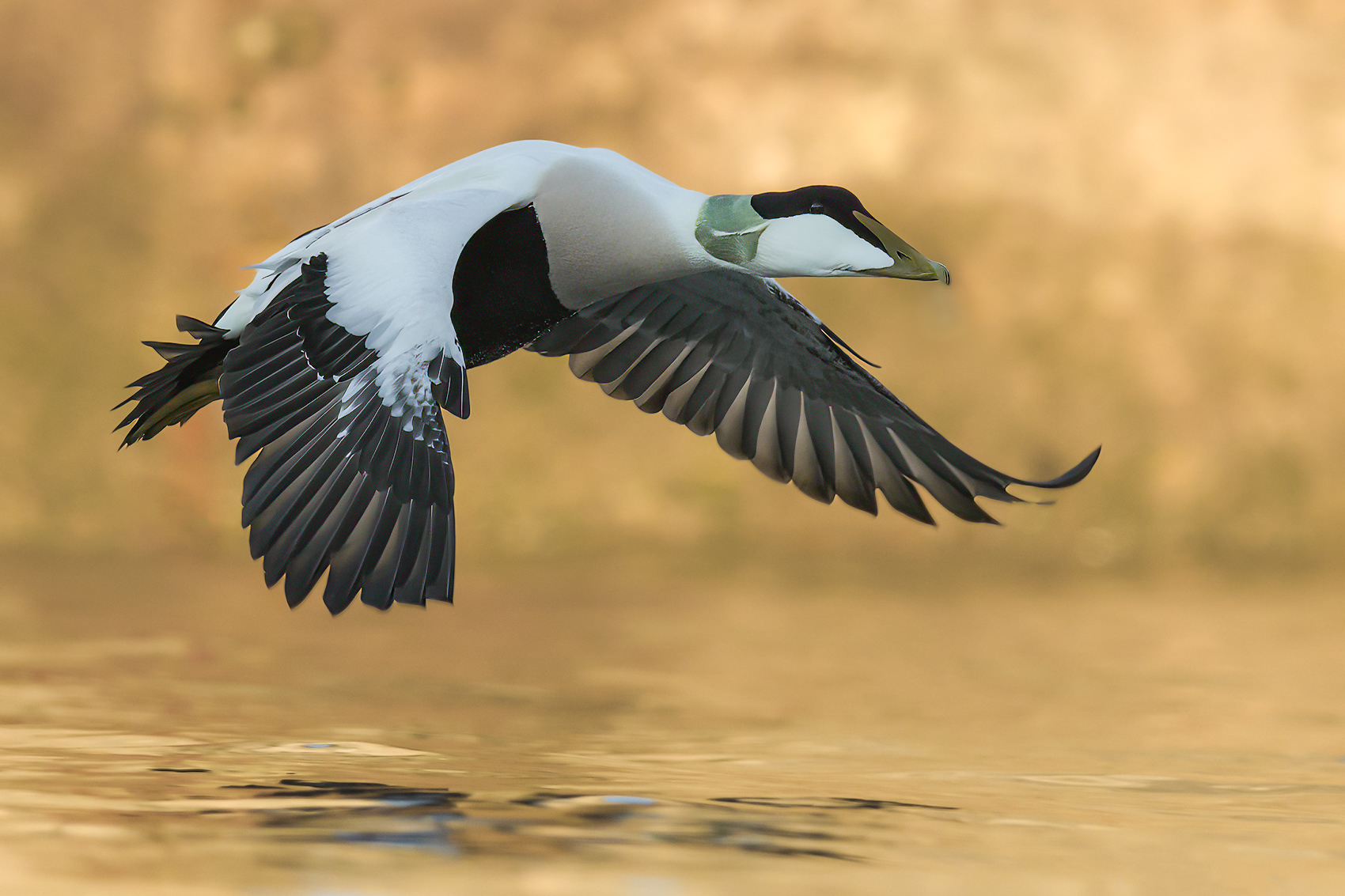 Common Eider in flight