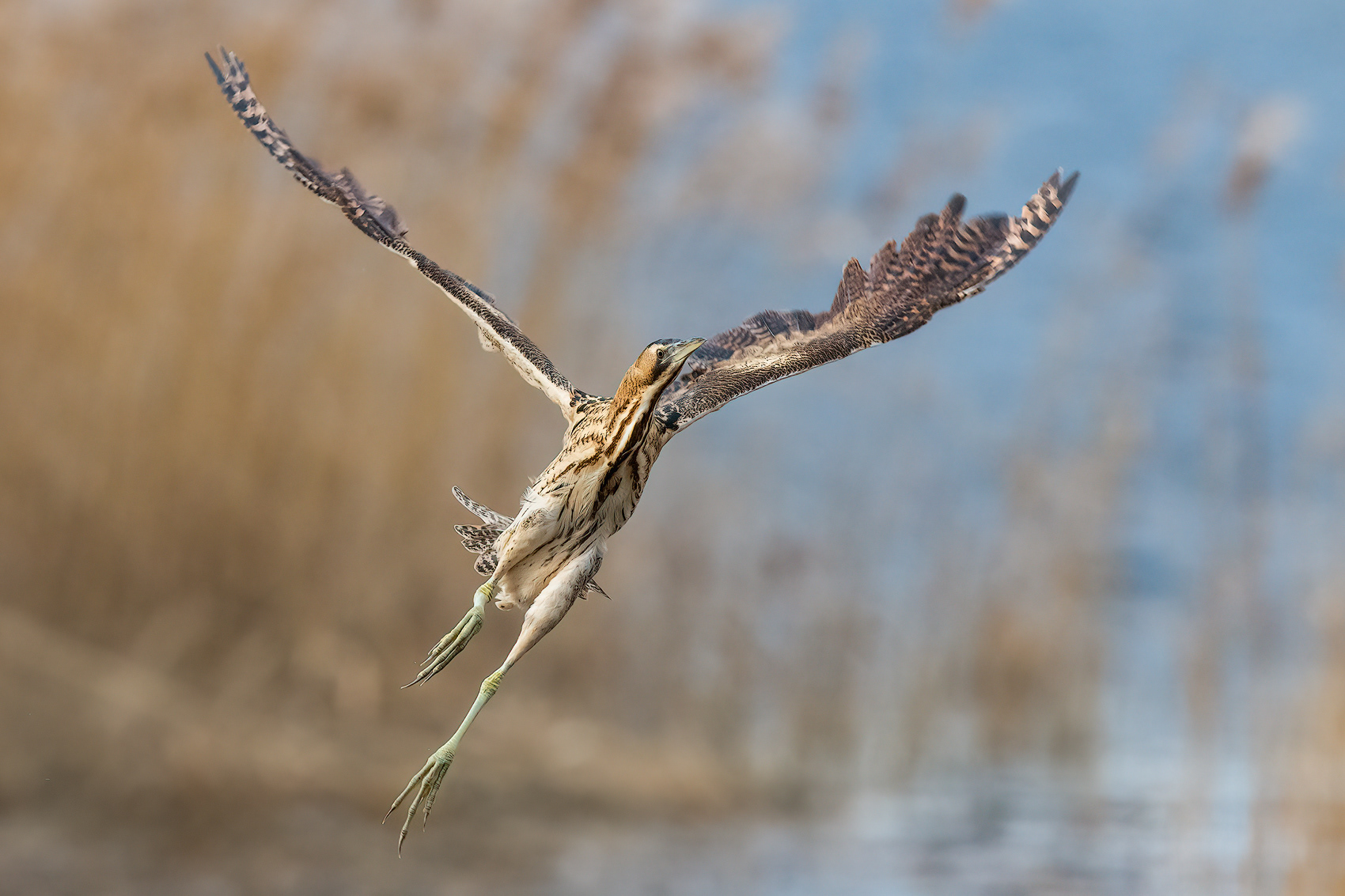 The Great Bittern